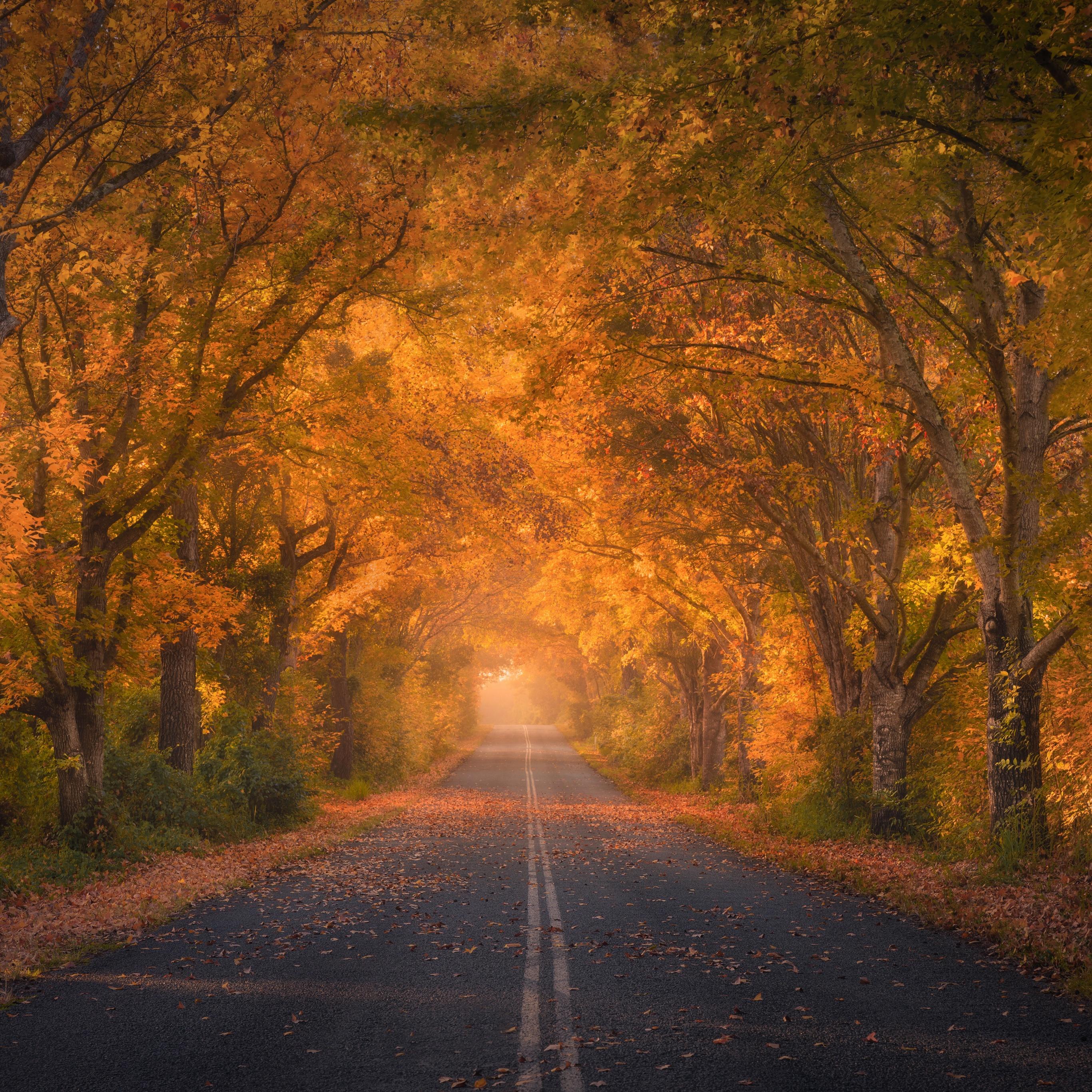 2732x2732 Autumn trees Wallpaper 4K, Road, Autumn colors, Fall Foliage, Tarmac, 5K, Nature