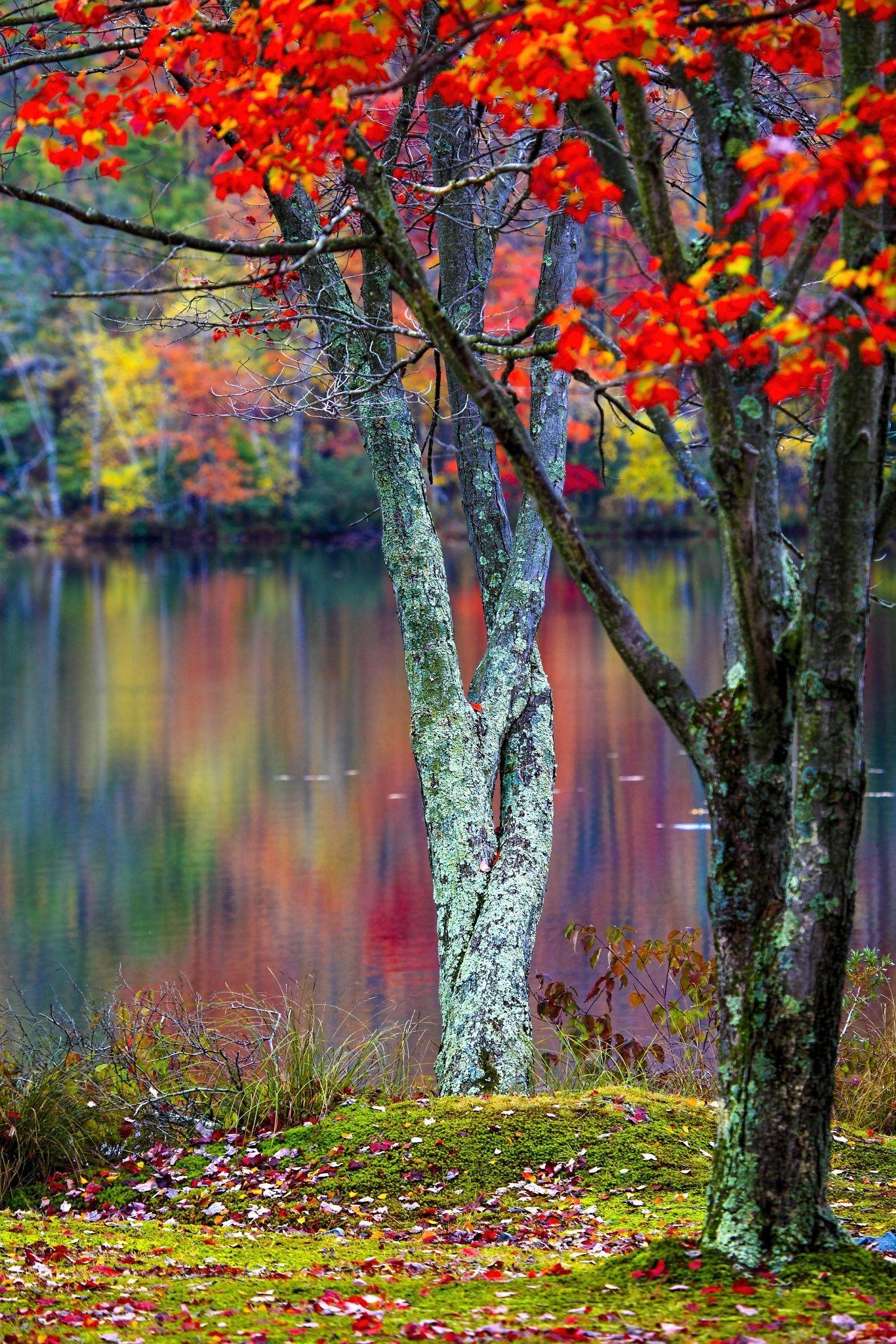 1366x2048 Spring Pennsylvania Wallpaper