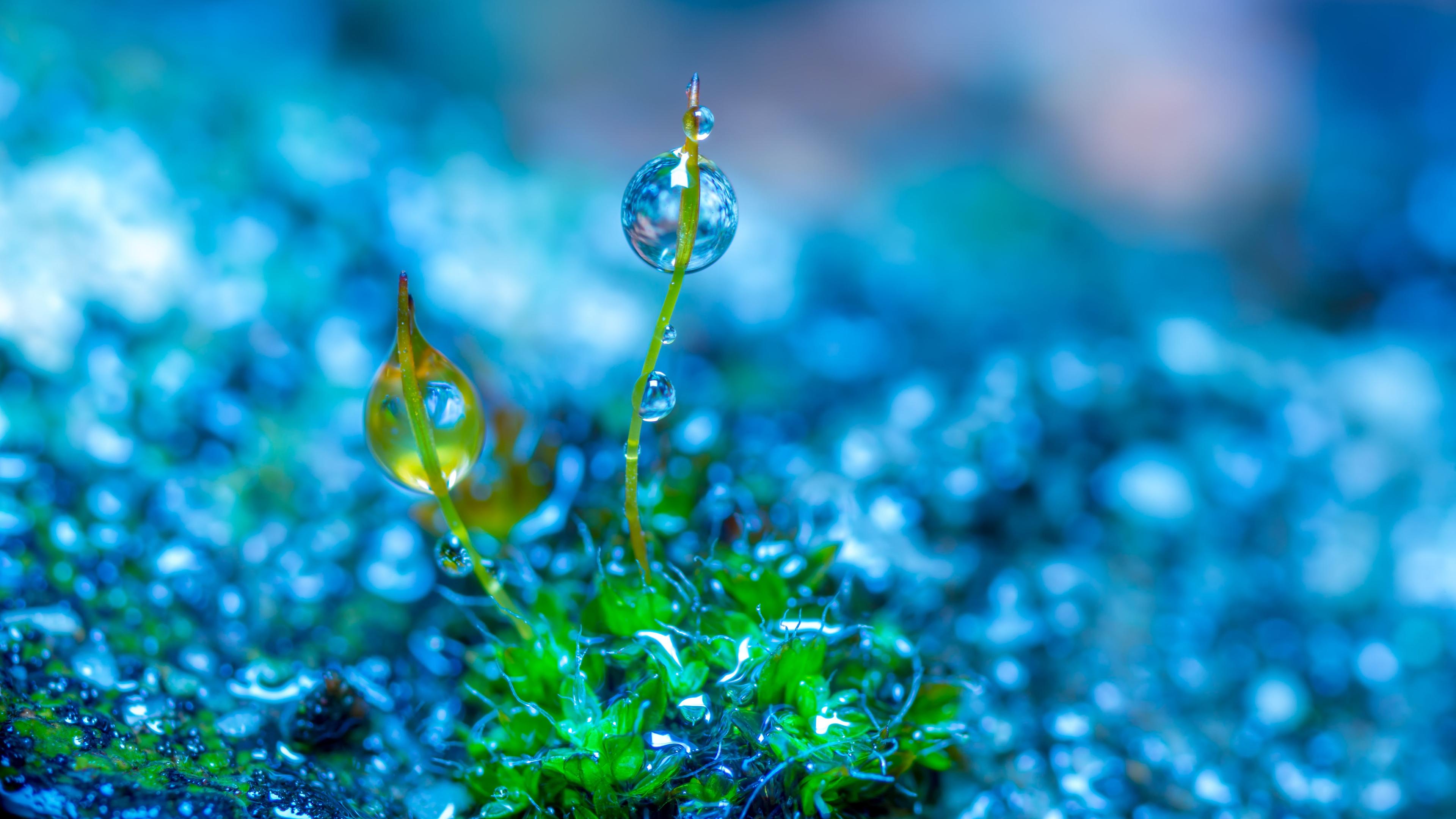3840x2160 Focus Photography Of Green Leaf Grass With Water Drop In Blue Background 4K HD Nature Wallpaper