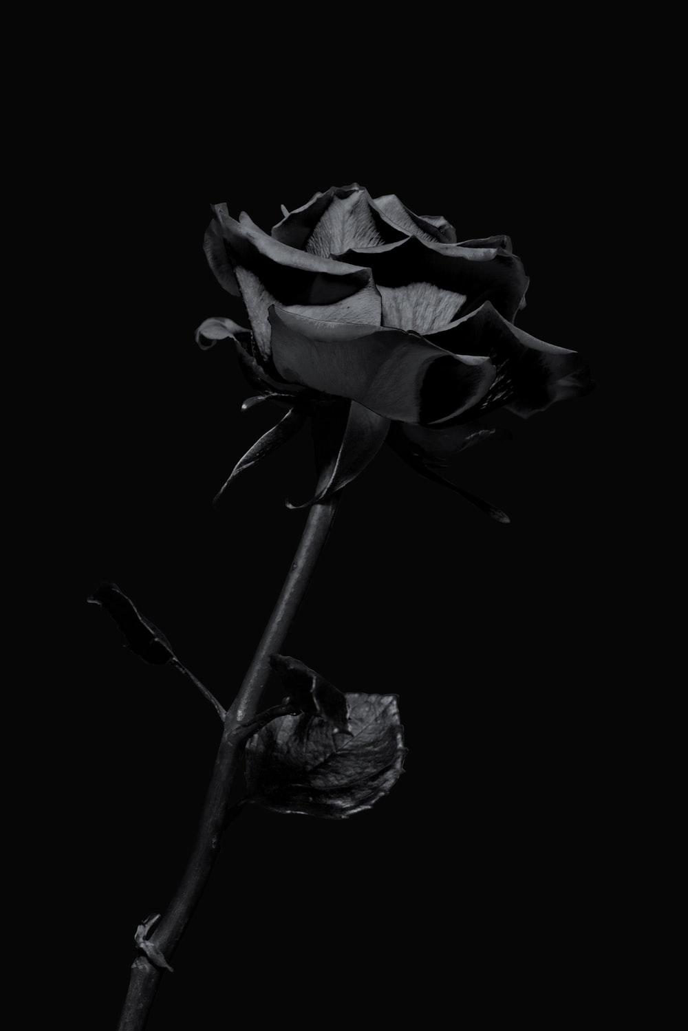 1000x1499 iPhone Dark Picture. Download Free Image