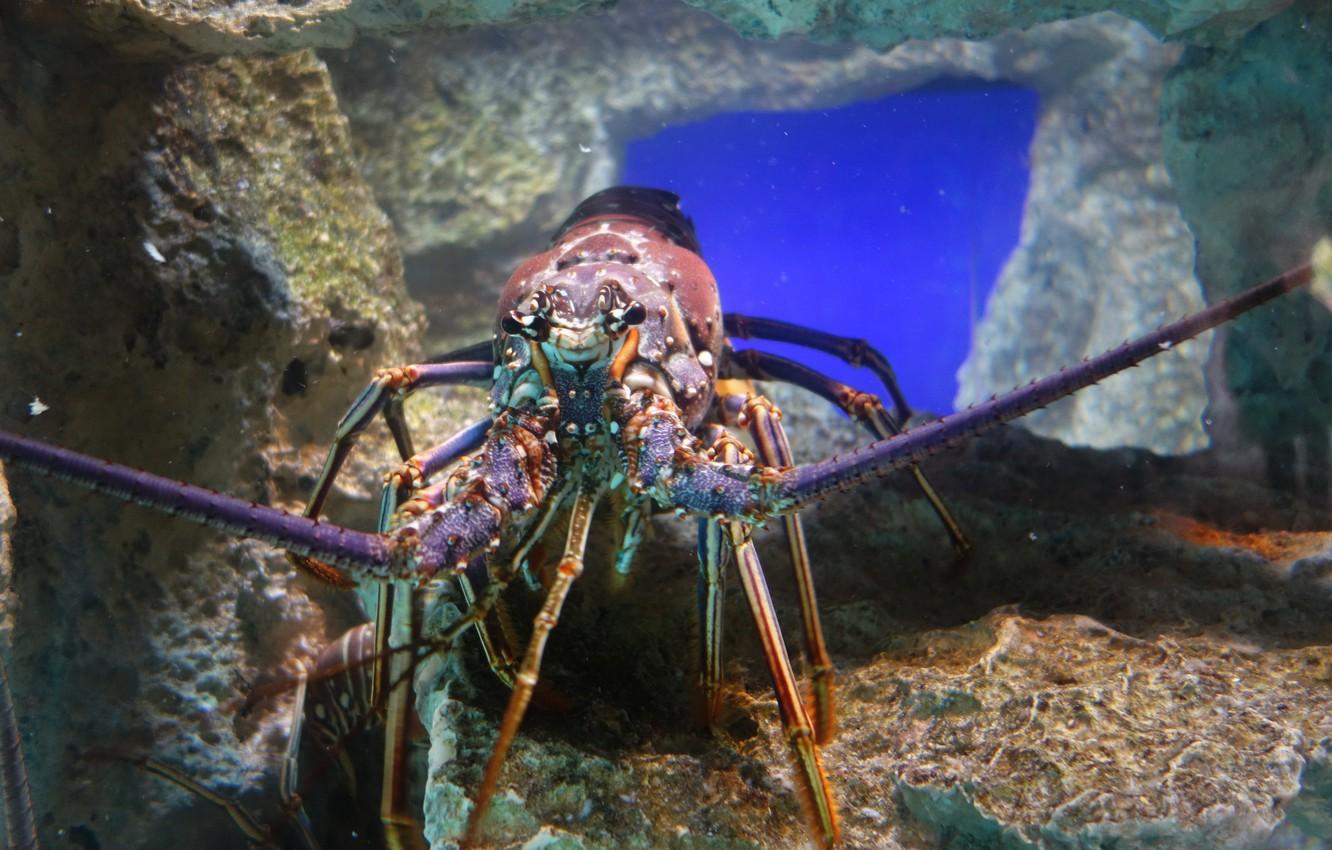 1332x850 Wallpaper Atlantis, Bahamas, Lobster image for desktop, section животные