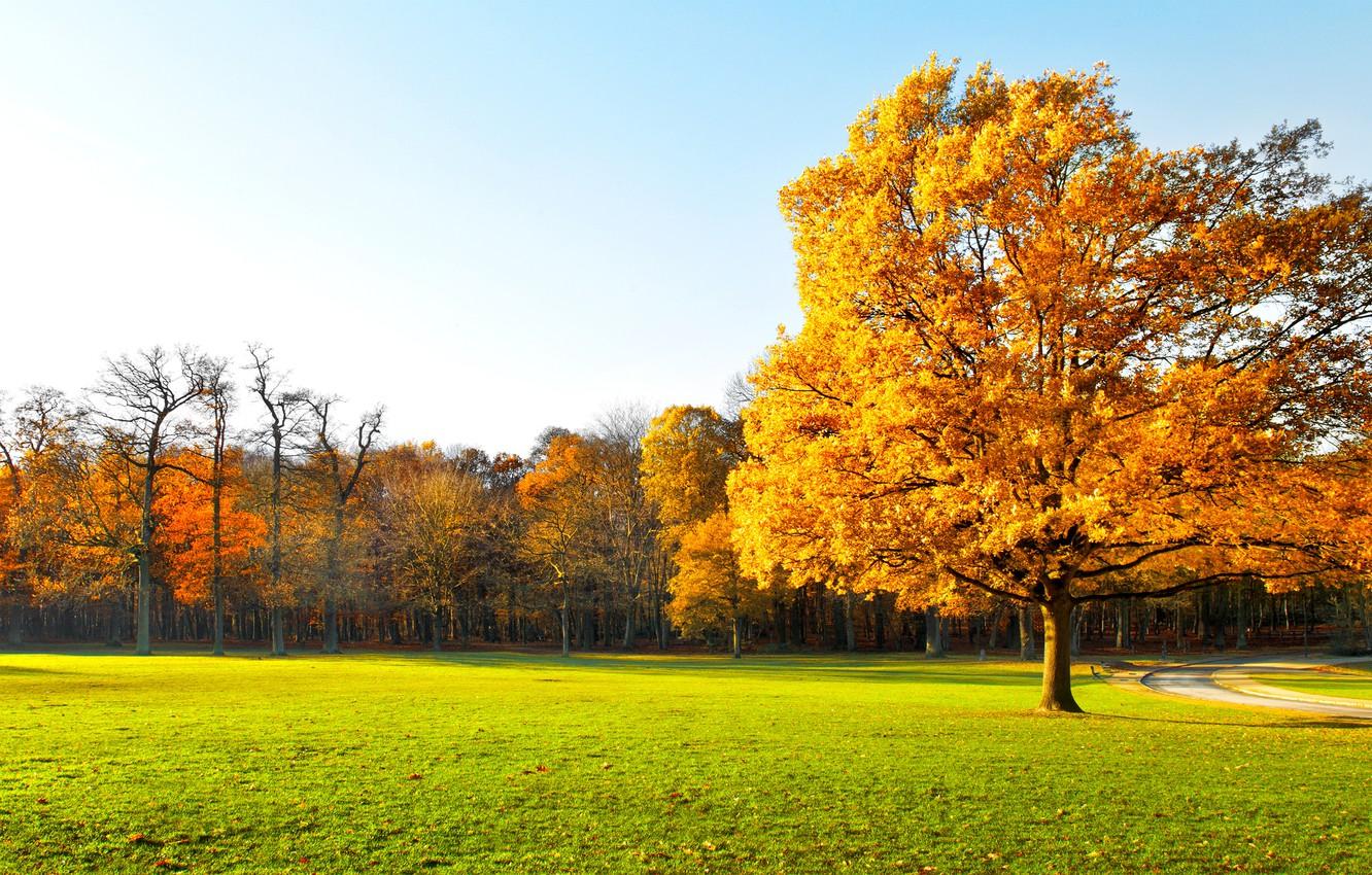 1332x850 Wallpaper landscape, nature, garden, panorama, landscape, nature, beautiful, beautiful, scenic, green field, garden, Autumn trees, Panorama, green fields, scenic, Autumn trees image for desktop, section пейзажи