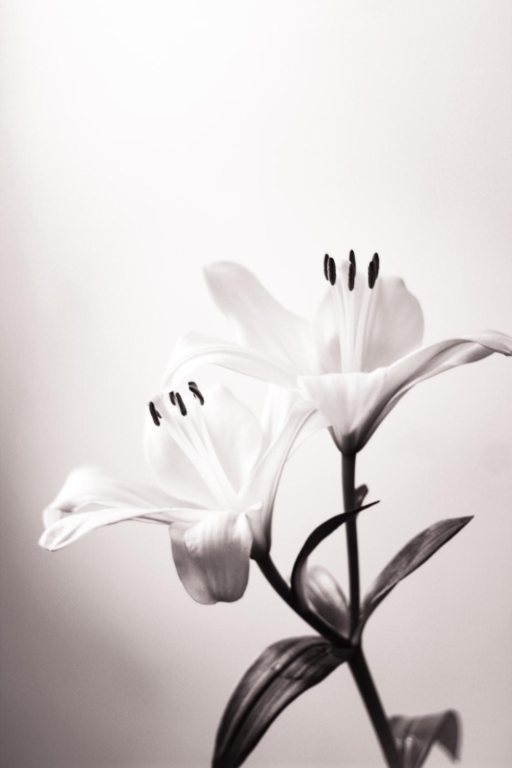1000x1500 Lilly Flower Picture. Download Free Image