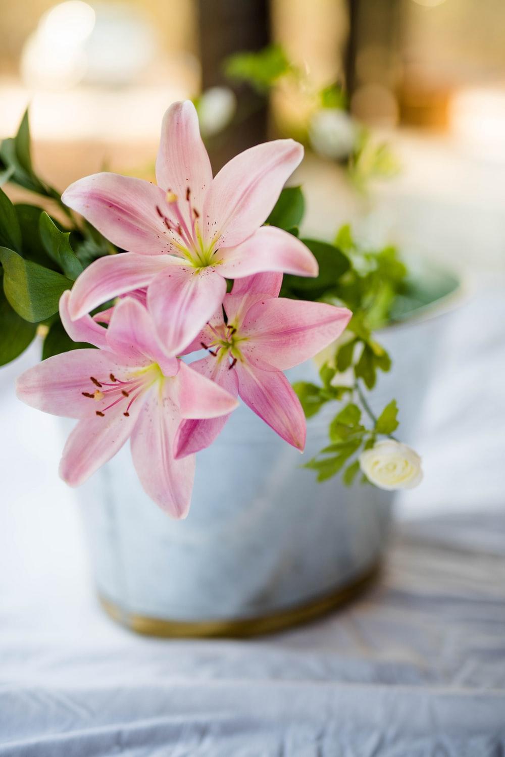 1000x1499 White Lily Picture. Download Free Image