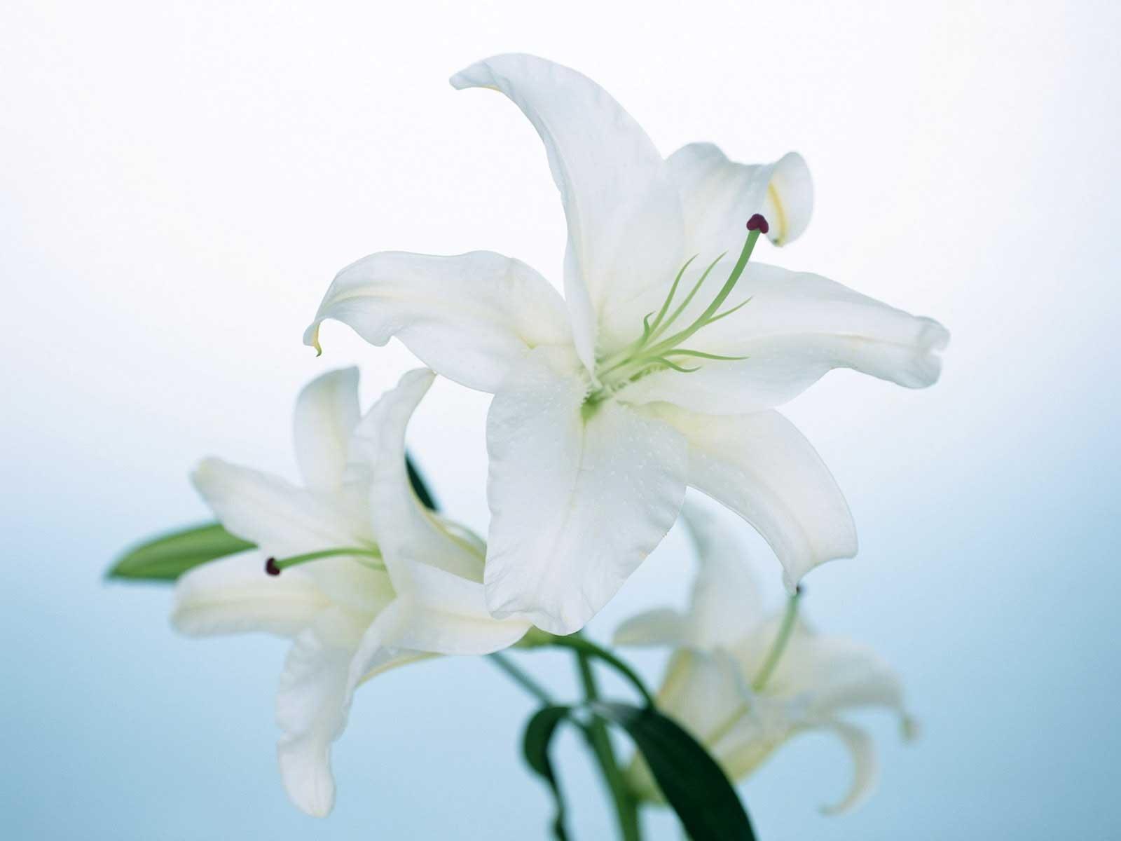 1600x1200 White Lily Flower wallpaperx1200