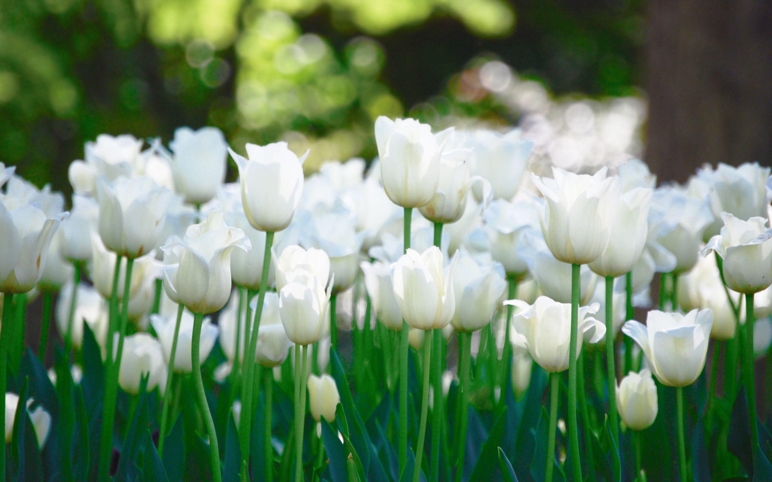 2560x1600 White Tulips Wallpaper HD Tulip Wallpaper HD Wallpaper & Background Download