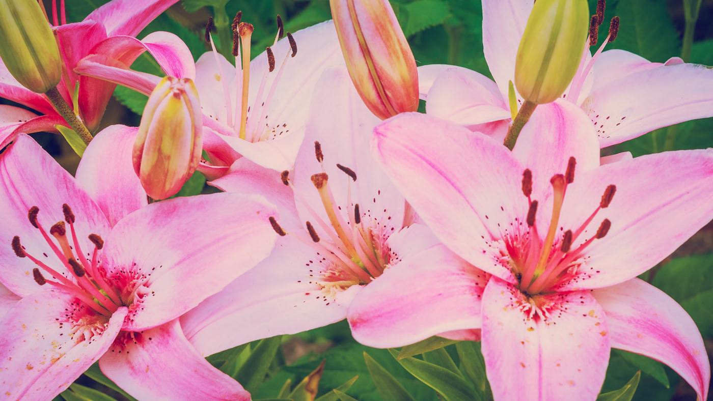 Lilies Flowers Wallpapers Top Free Lilies Flowers Backgrounds