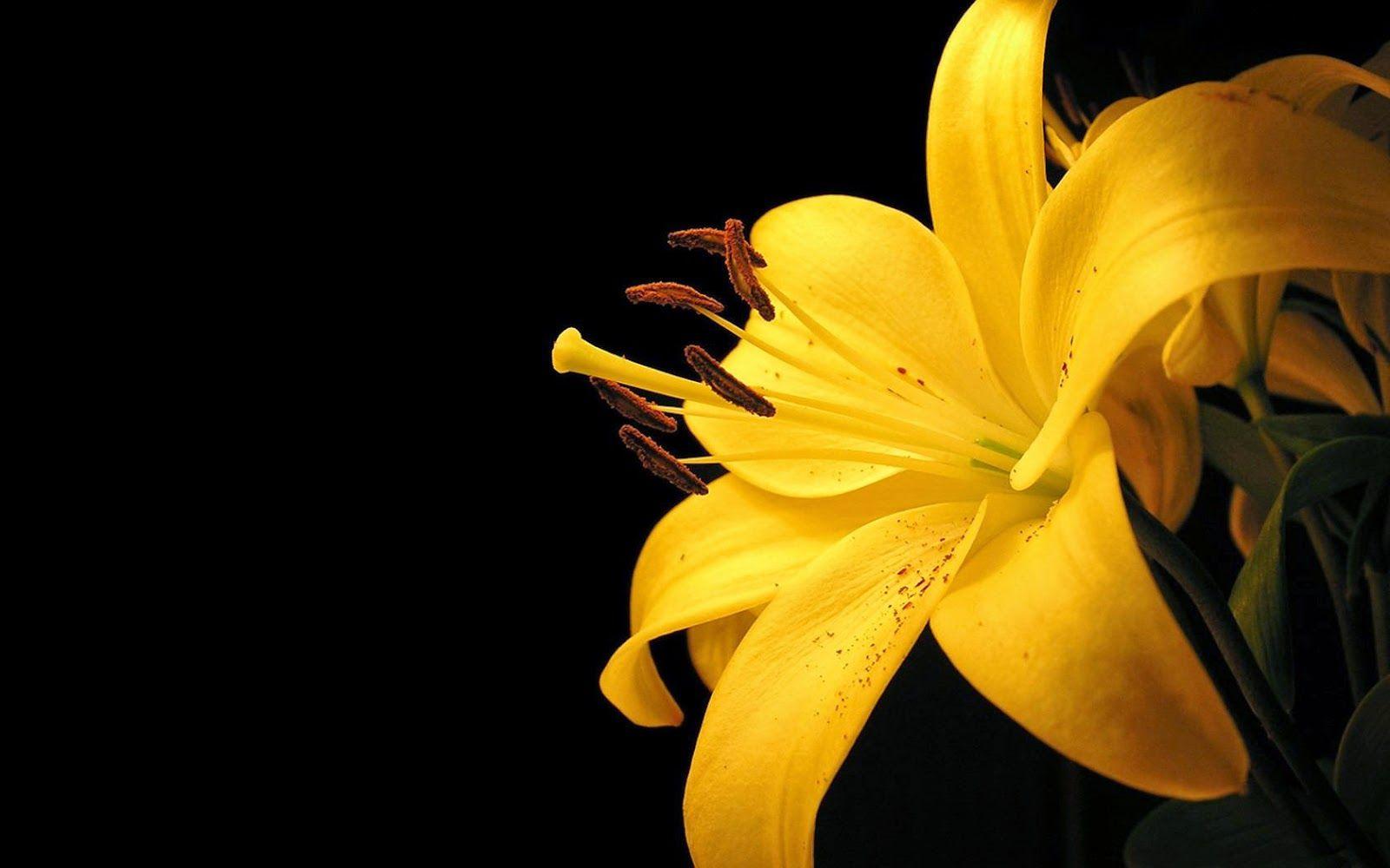 1600x1000 Lily Flower Wallpaper, HD Lily Flower Background