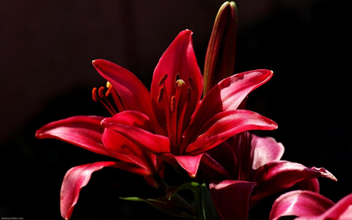 1440x900 Lily