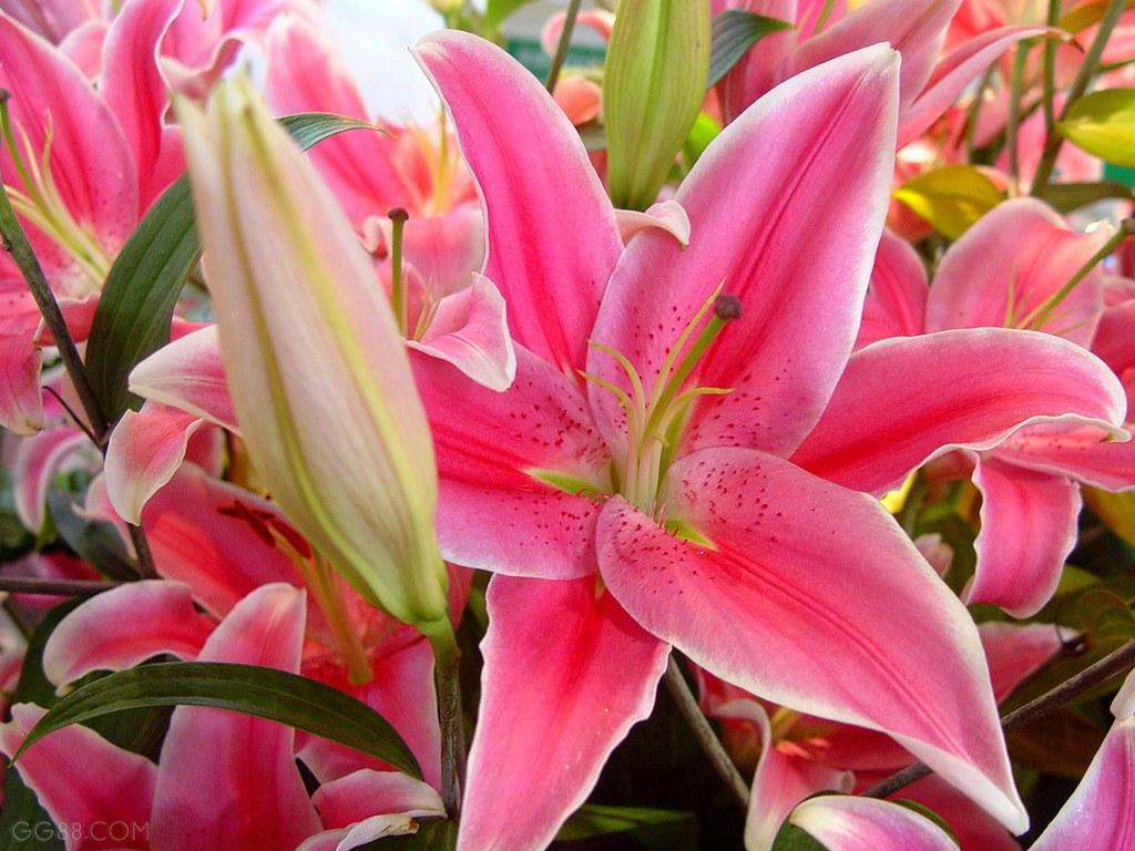 1024x768 Beautiful Flowers Wallpaper: Lily Flowers Wallpaper