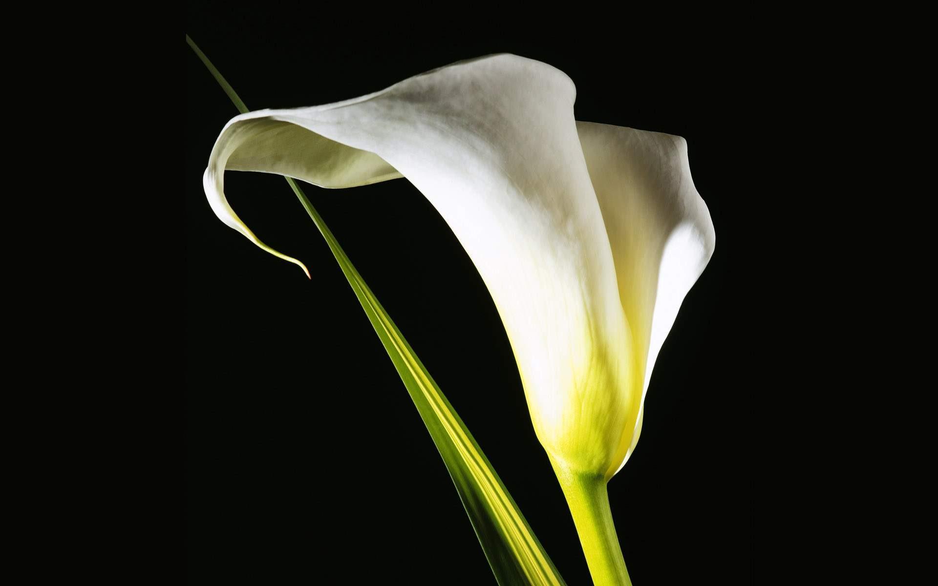 1920x1200 Lily, flowers, animated, picture, white, flower, wallpaper, calla, beautiful
