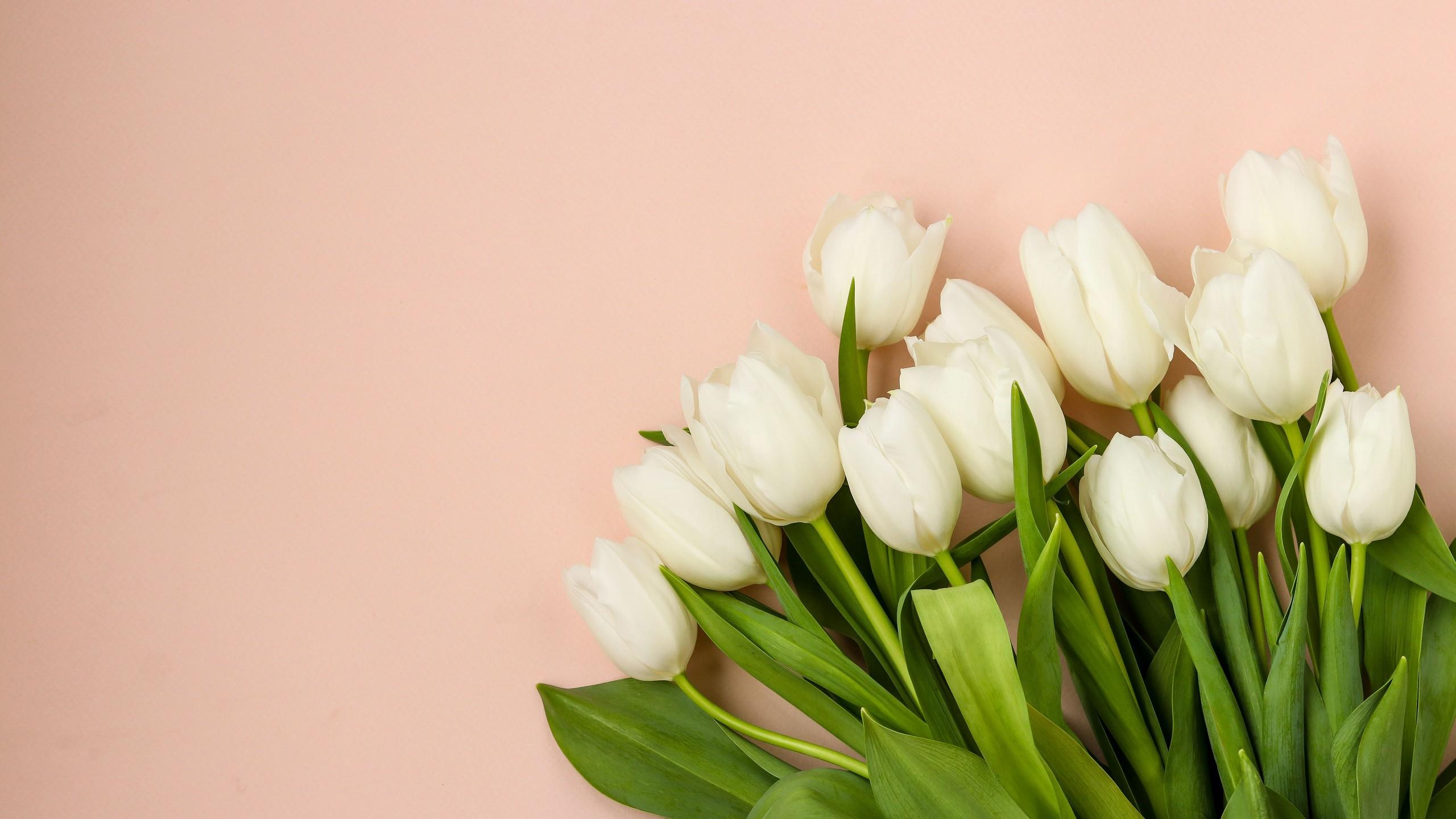 2560x1440 Earth White Tulip 4K 5K HD Wallpaper