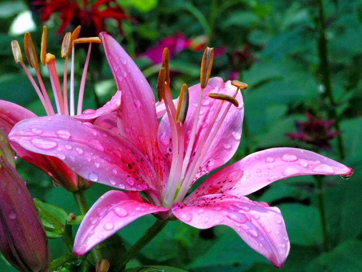 1152x864 Very Nice Pink Color Flowers Wallpaper