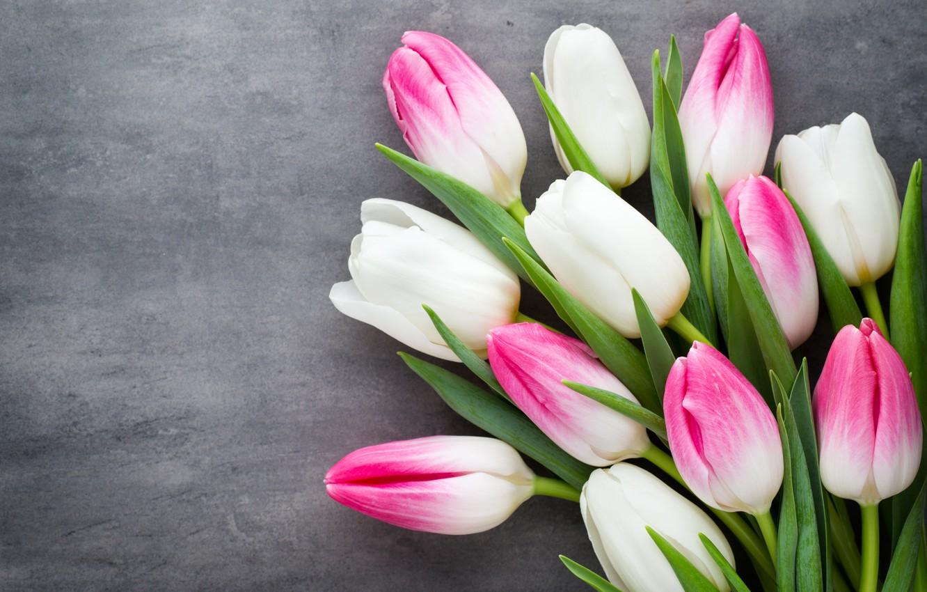 1332x850 Wallpaper flowers, bouquet, tulips, pink, white, white, fresh, pink, flowers, beautiful, tulips, spring image for desktop, section цветы