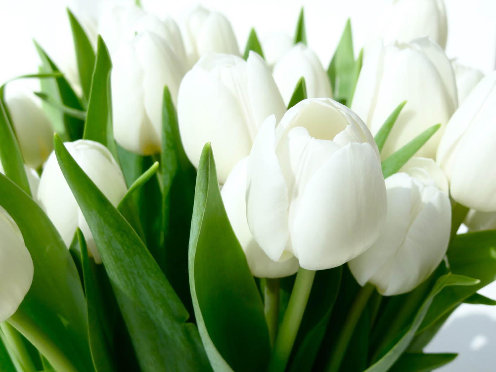 1600x1200 White Tulips HD
