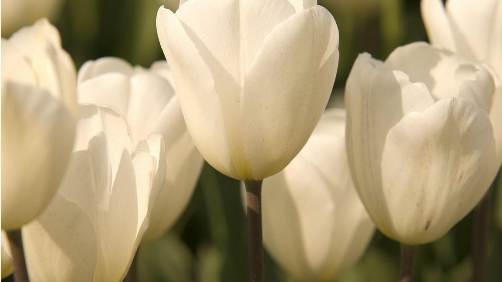 White Tulips Desktop Wallpapers - Top Free White Tulips Desktop