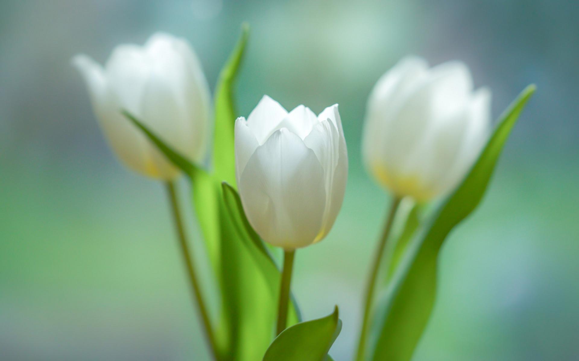 1920x1200 Download wallpaper white tulips, spring, white flowers, tulips, bouquet for desktop with resolution 1920x1200. High Quality HD picture wallpaper