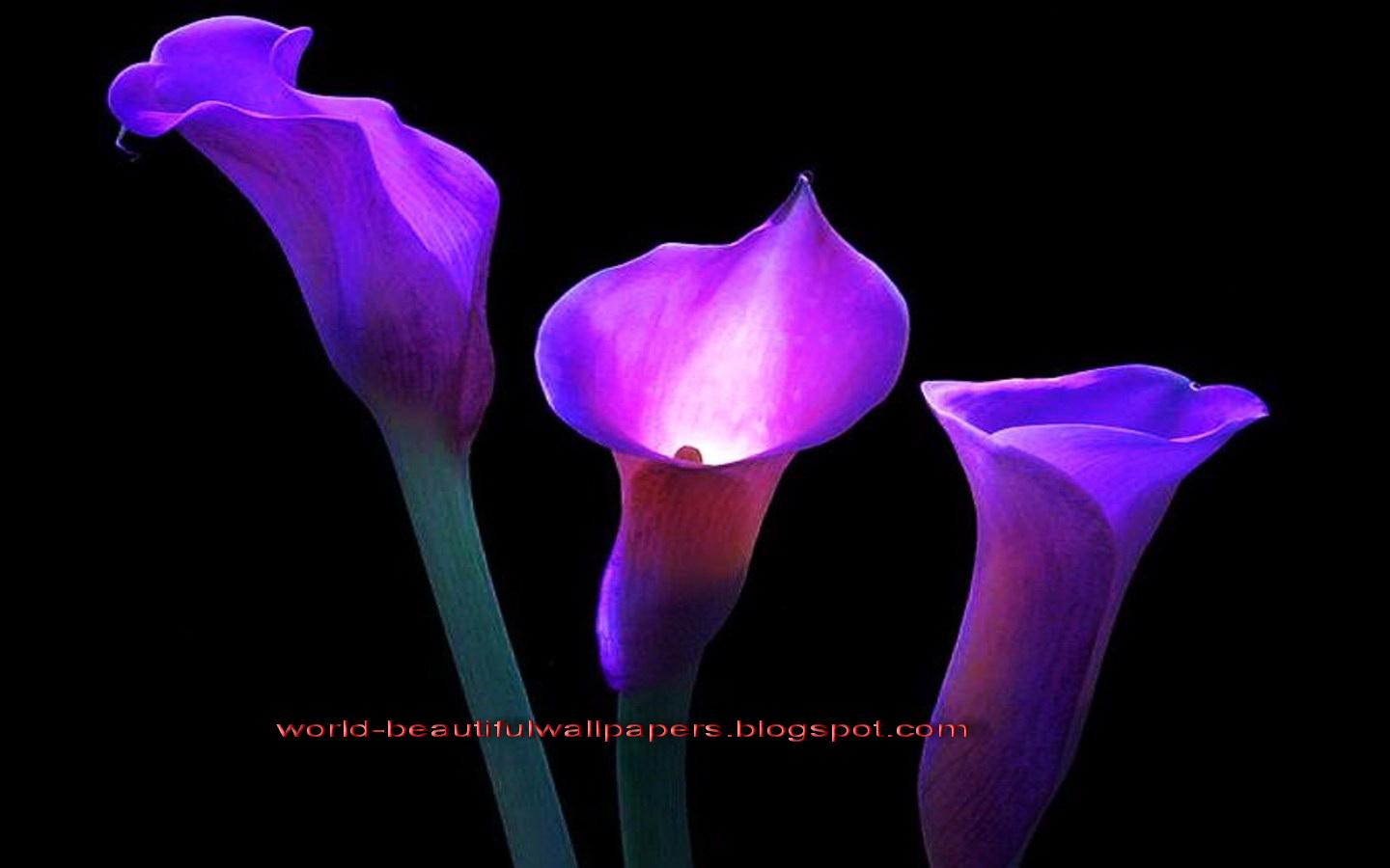 1440x900 paulbarford heritage the ruth: calla lily flowers wallpaper