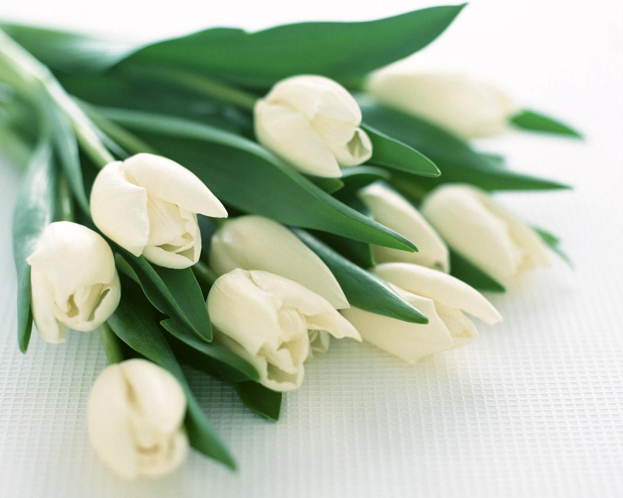 1280x1024 White Tulips Wallpaper Wallpaper 15648