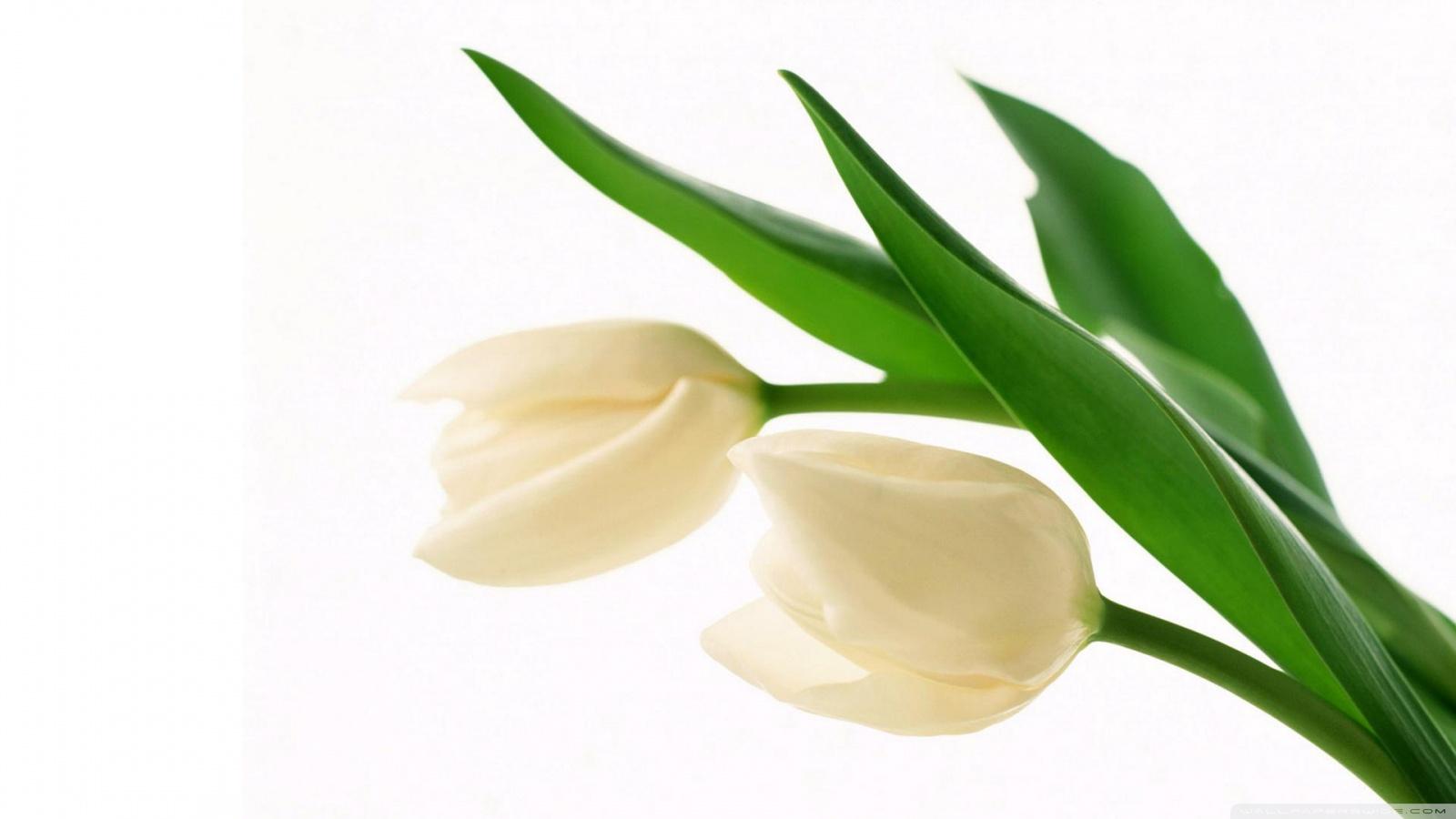 1600x900 White Tulips Ultra HD Desktop Background Wallpaper for 4K UHD TV : Widescreen & UltraWide Desktop & Laptop : Tablet
