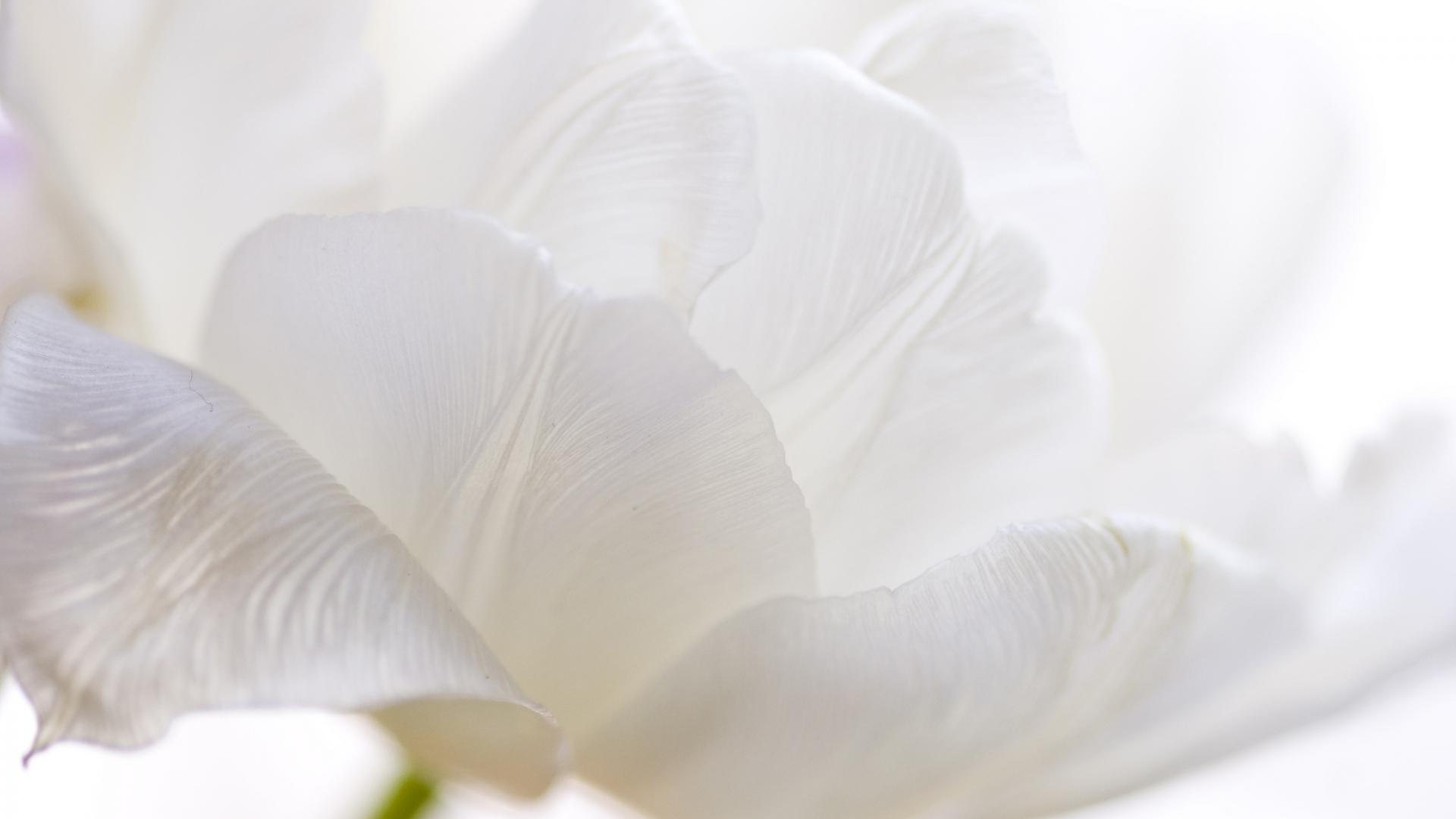 1920x1080 White Tulips High Quality Wallpaper