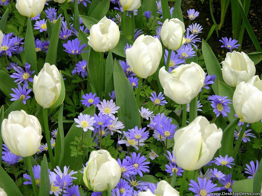 1024x768 Desktop Wallpaper Flowers Background White Tulips with Purple Gerbera