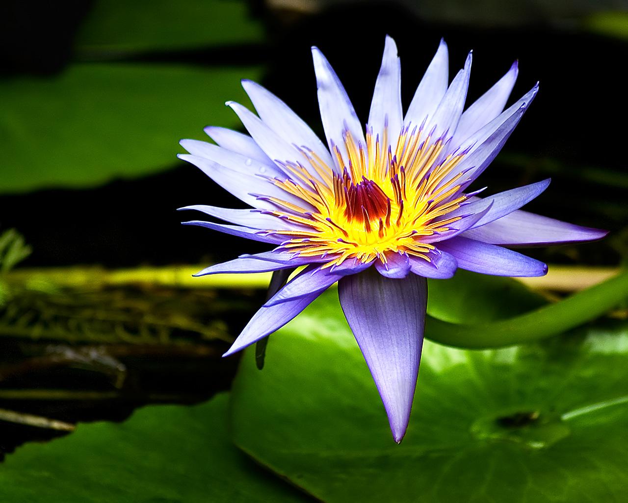 1280x1024 Lily Flower Wallpaper
