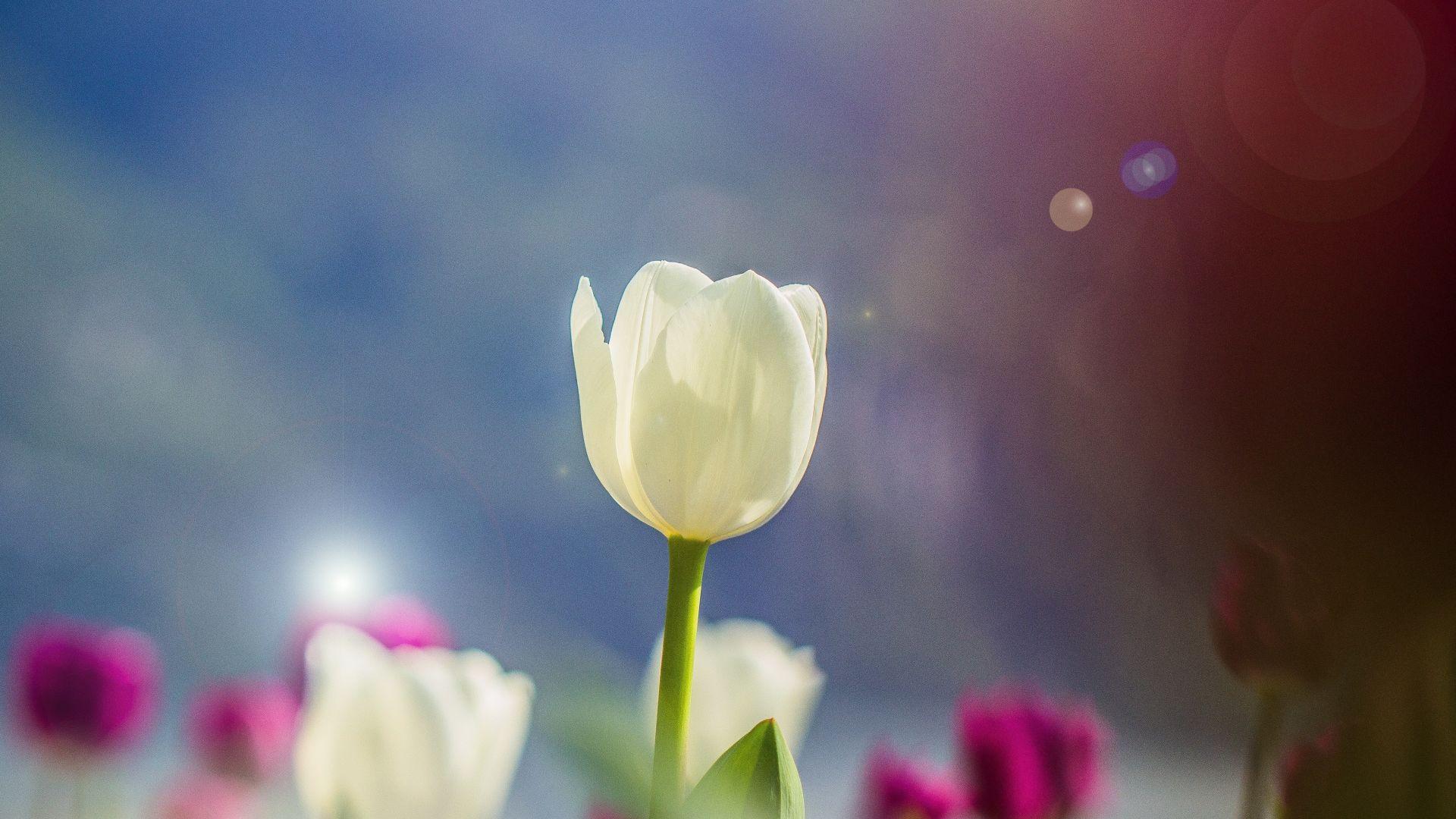 1920x1080 White tulips, portrait wallpaper, HD image, picture, background, 7d4040