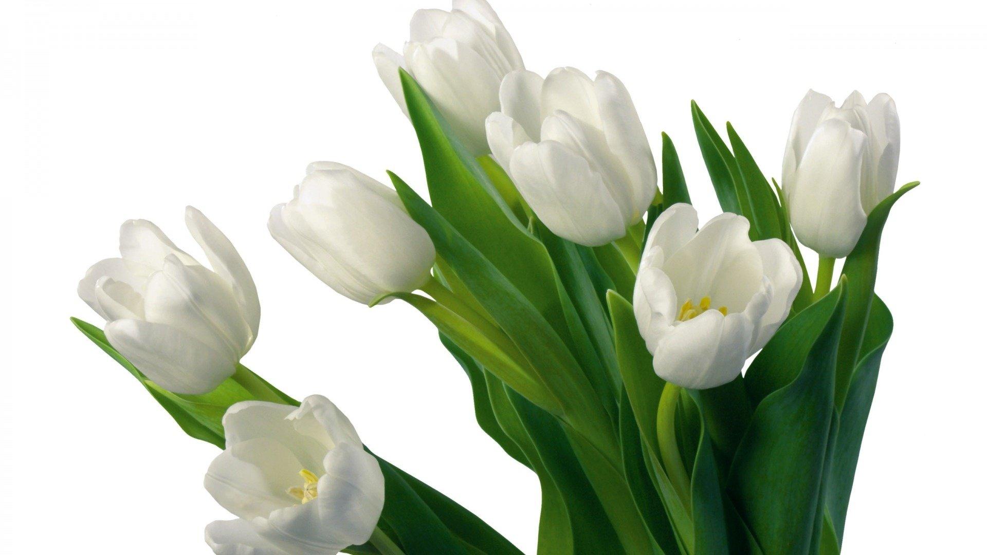 1920x1080 White Tulips HD Wallpaper