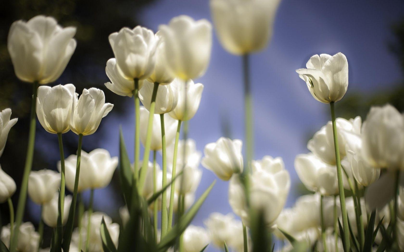 1680x1050 White tulips wallpaper. Flower desktop wallpaper, White tulips, Tulips