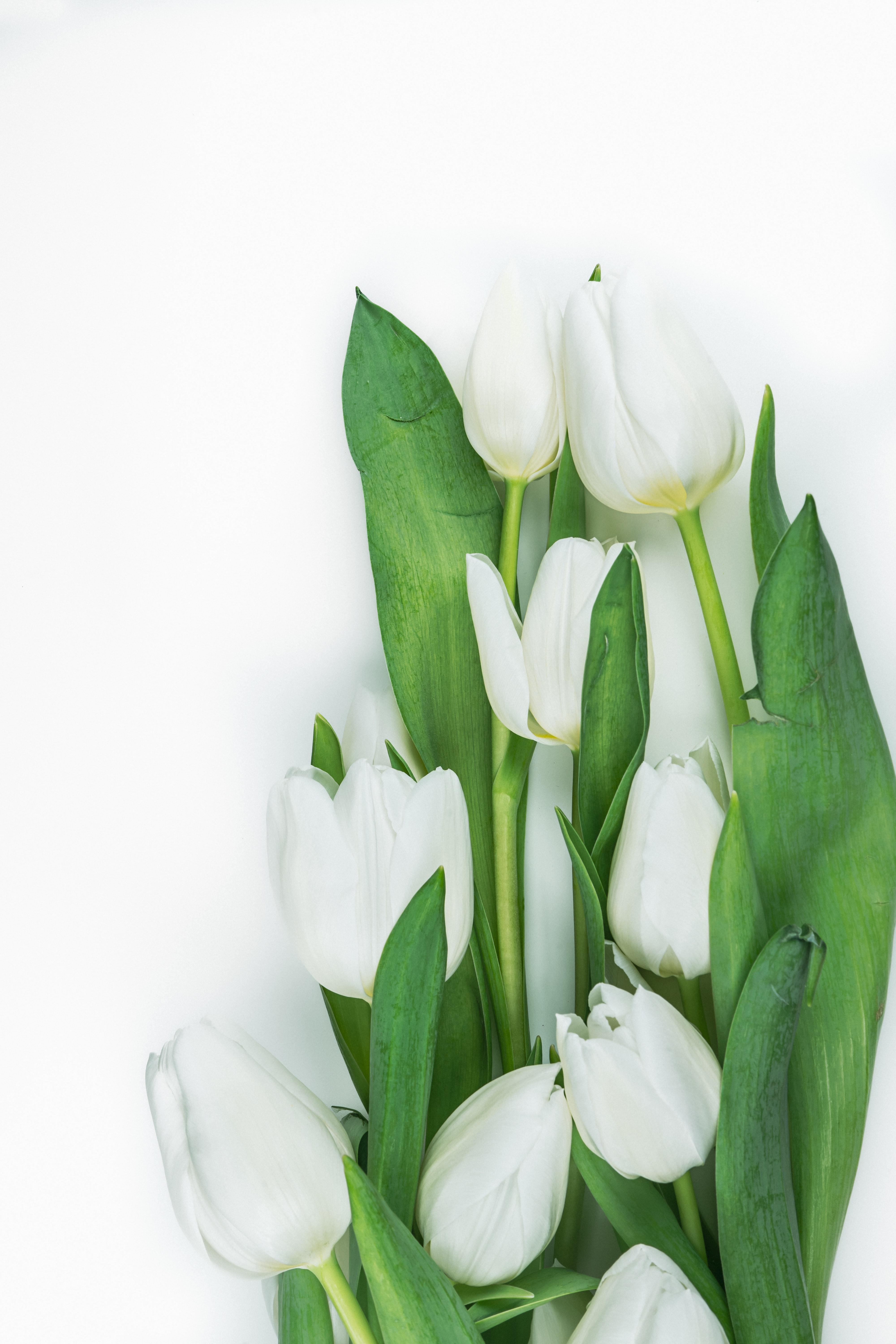 4000x6000 Best Free White Tulips & Image · 100% Royalty Free HD Downloads