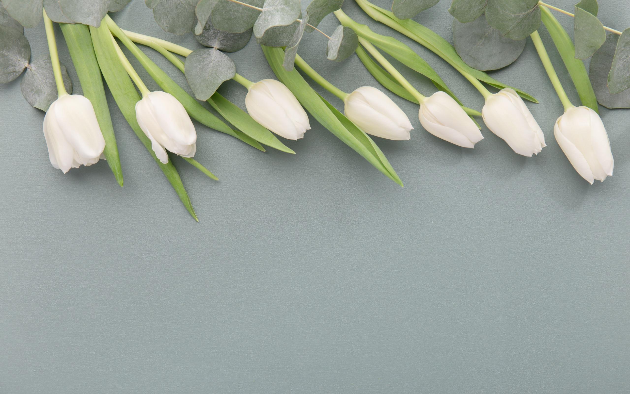 2560x1600 Download wallpaper white tulips, spring flowers, gray background, floral background, white flowers for desktop with resolution 2560x1600. High Quality HD picture wallpaper