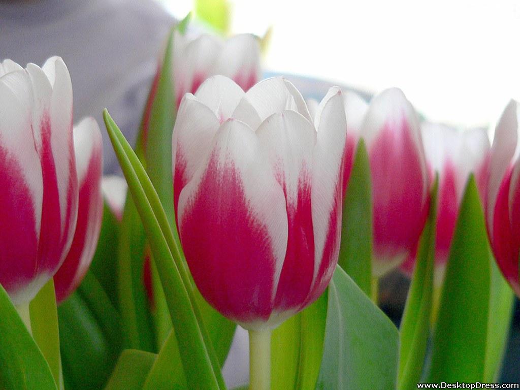 1024x768 Desktop Wallpaper Flowers Background Beautiful Pink White Tulips