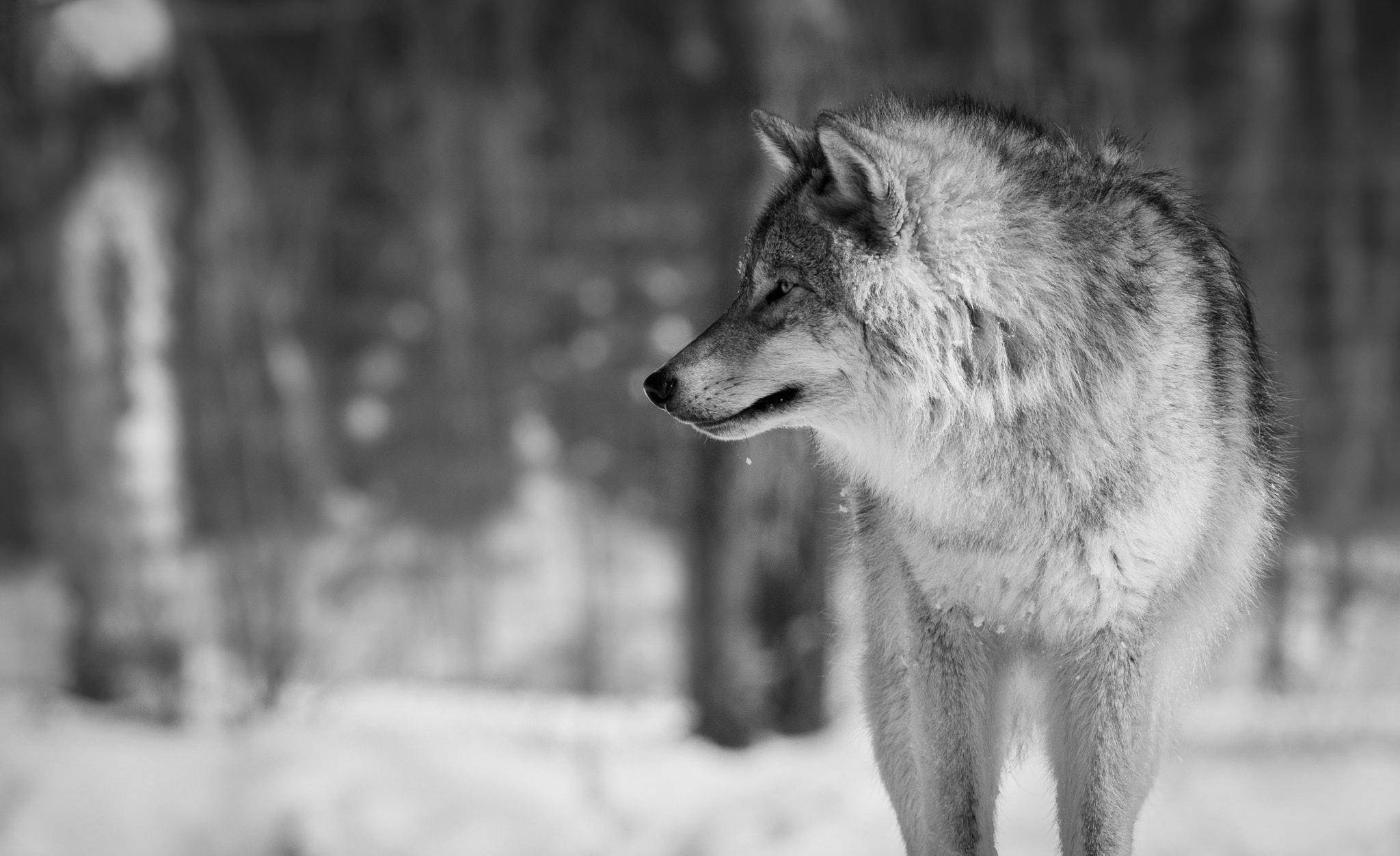 2048x1252 Wolf 4k Desktop Wallpaper