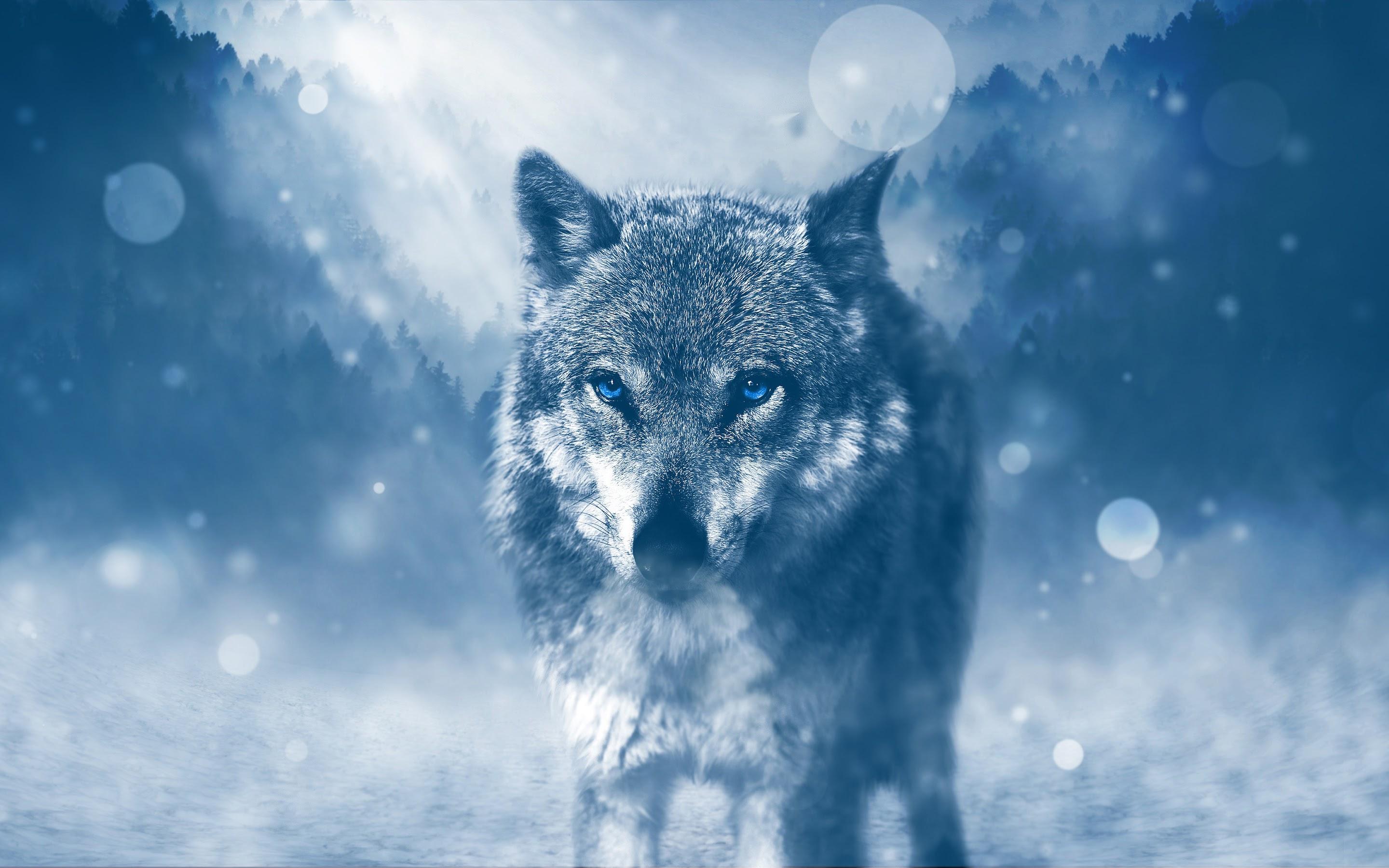 8K Wolf Wallpapers - Top Free 8K Wolf Backgrounds - WallpaperAccess