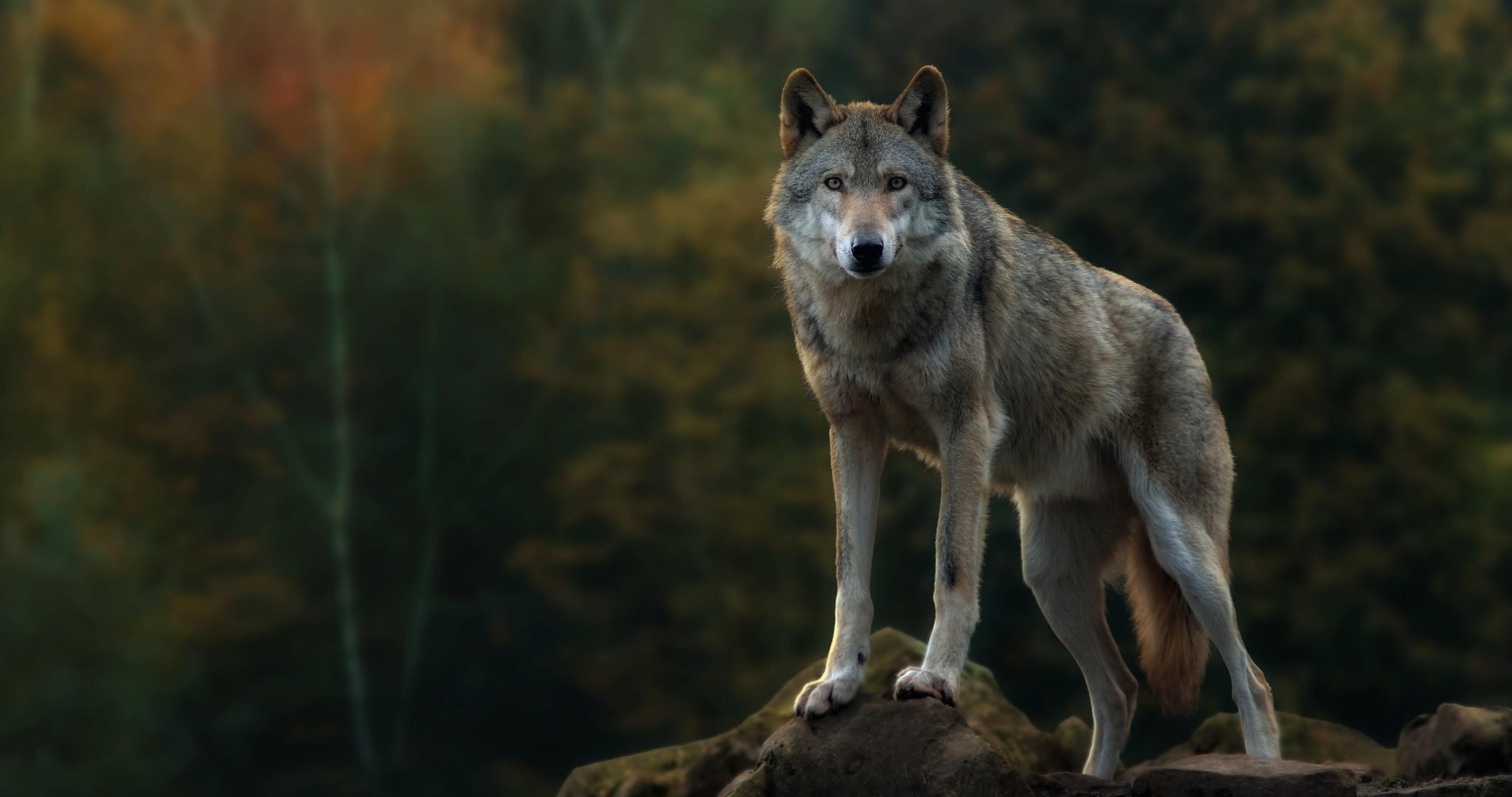 4096x2160 Gray Wolf Wallpaper HD Ultra Wolf 4k