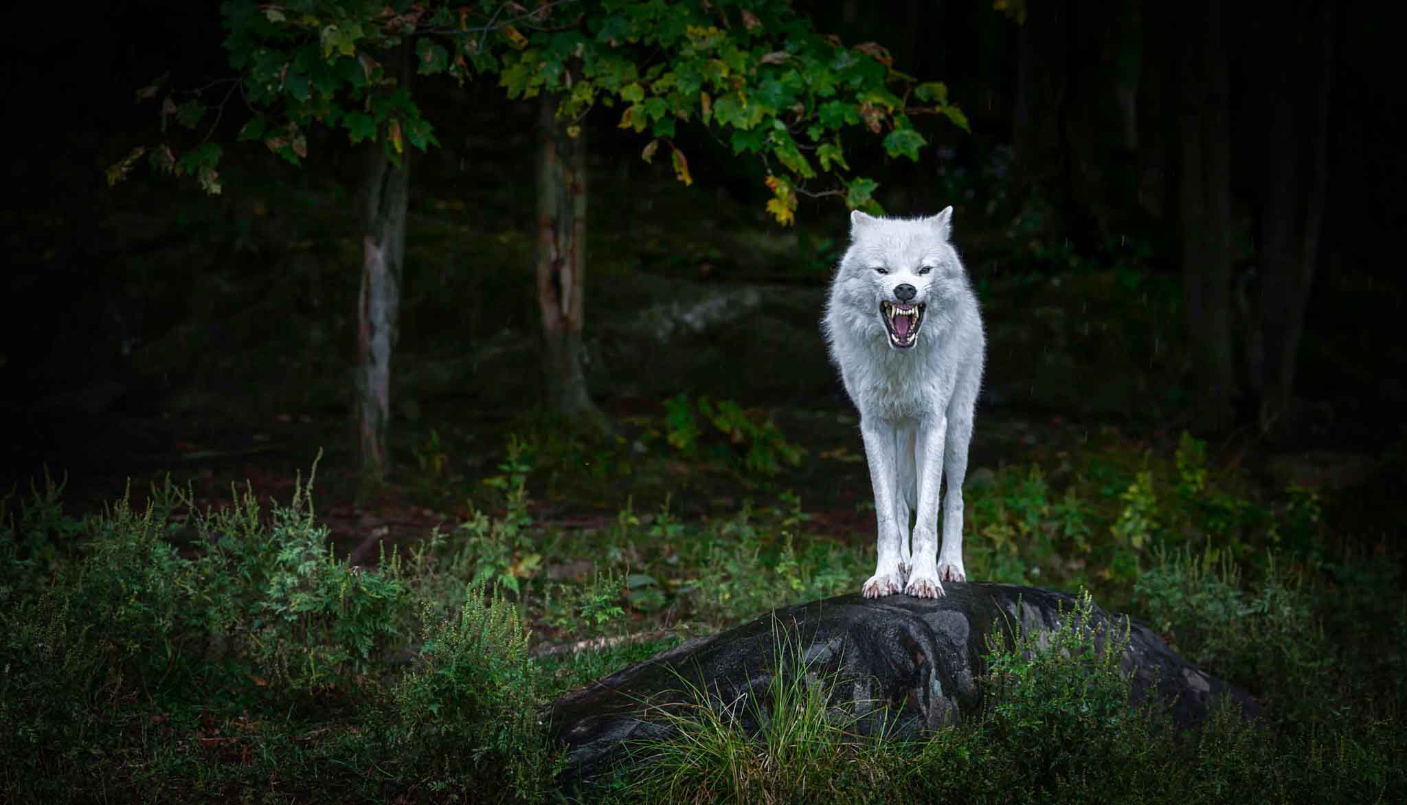 2048x1172 Wolf Wallpaper