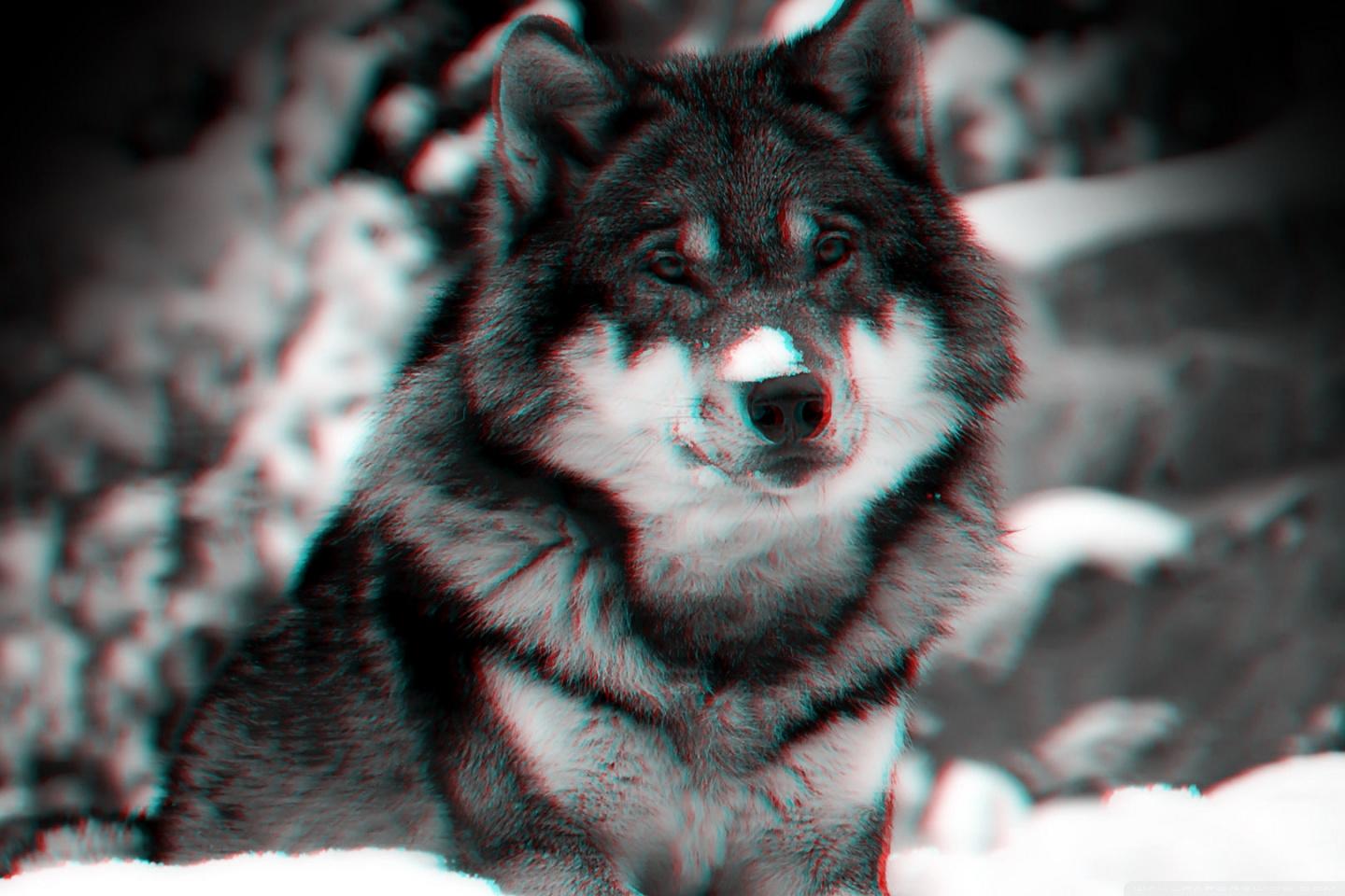 1440x960 Wolf Ultra HD Desktop Background Wallpaper for 4K UHD TV : Widescreen & UltraWide Desktop & Laptop : Tablet