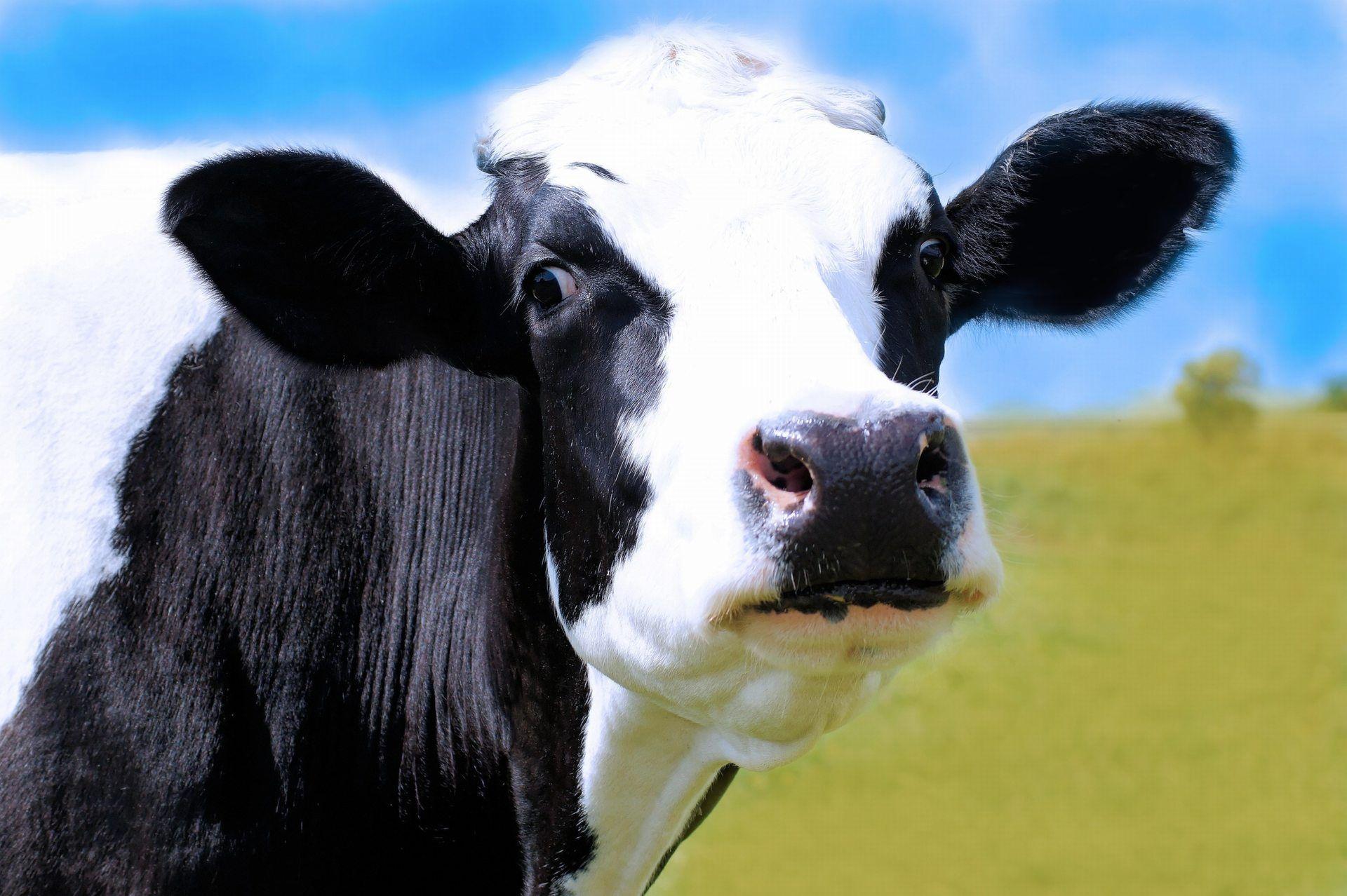 1920x1278 Black And White Cow Wallpaper