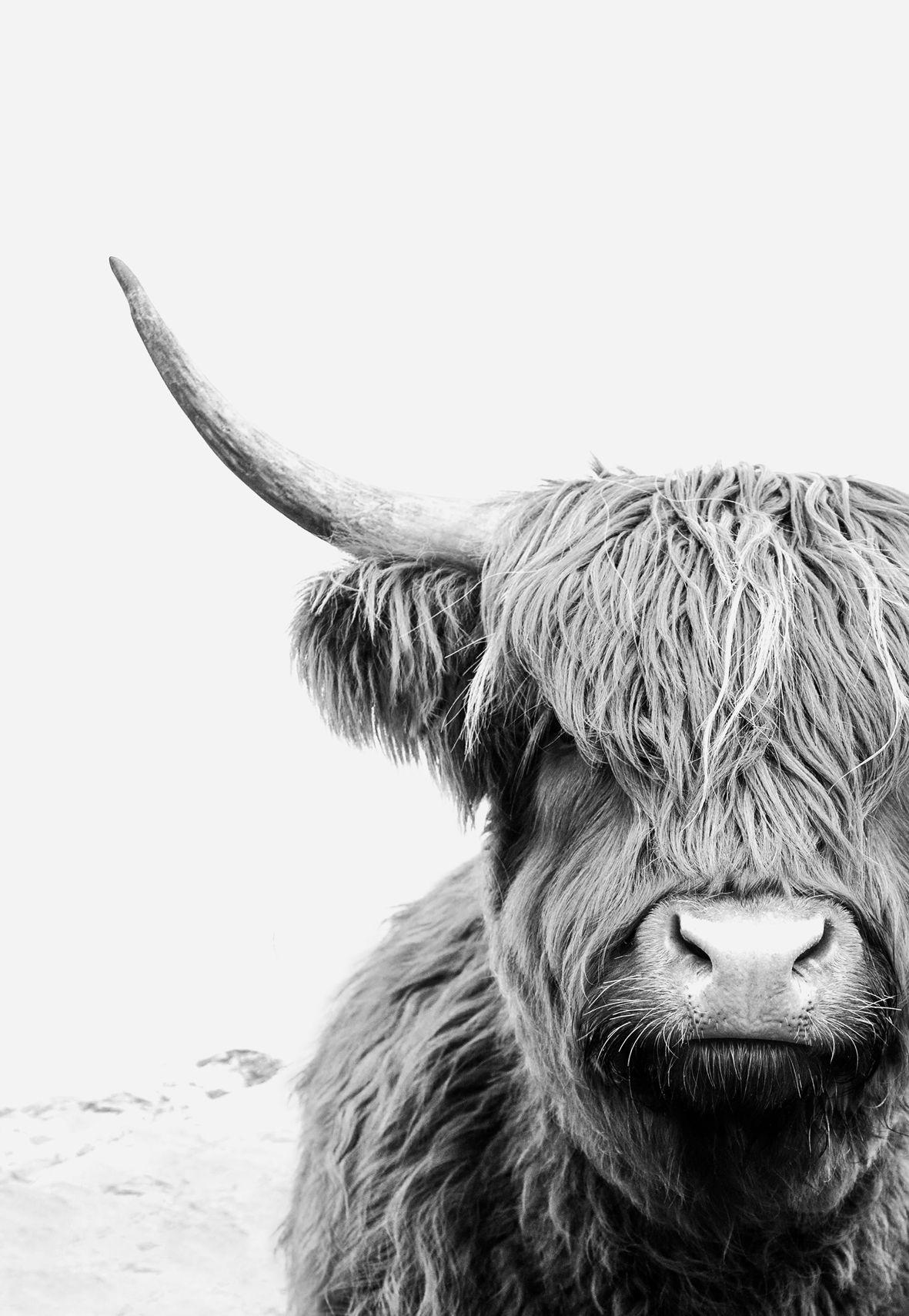 1181x1710 Highland Cow Print Large Wall Art Black and White Wall Art. Etsy Australia. Highland cow art, Highland cow print, Cow art