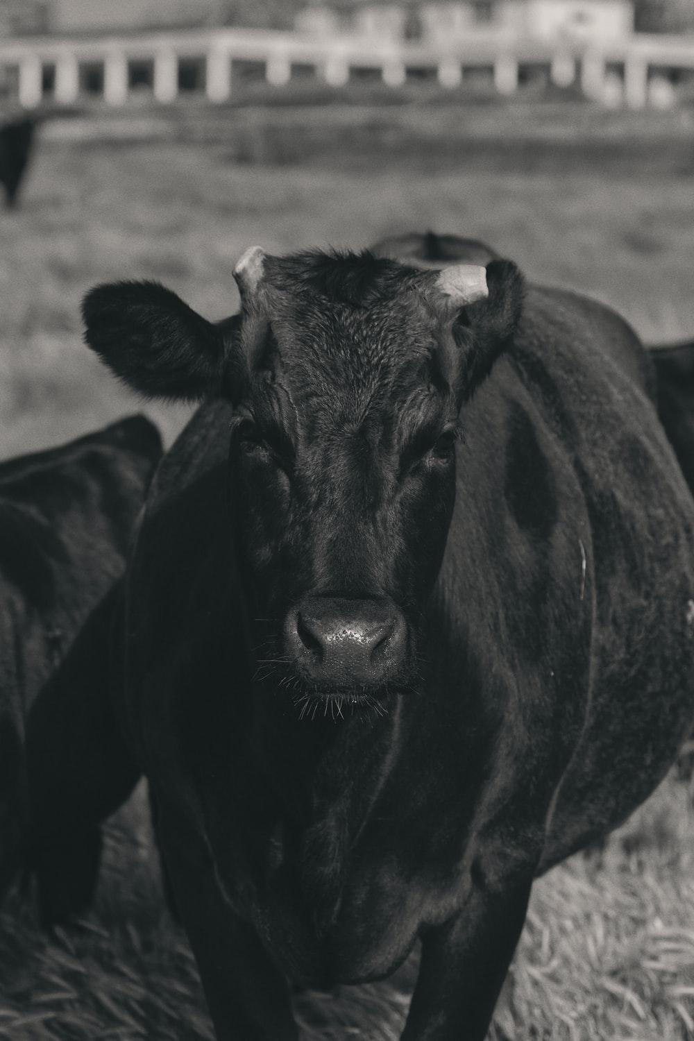 Black and White Cow Wallpapers Top Free Black and White Cow