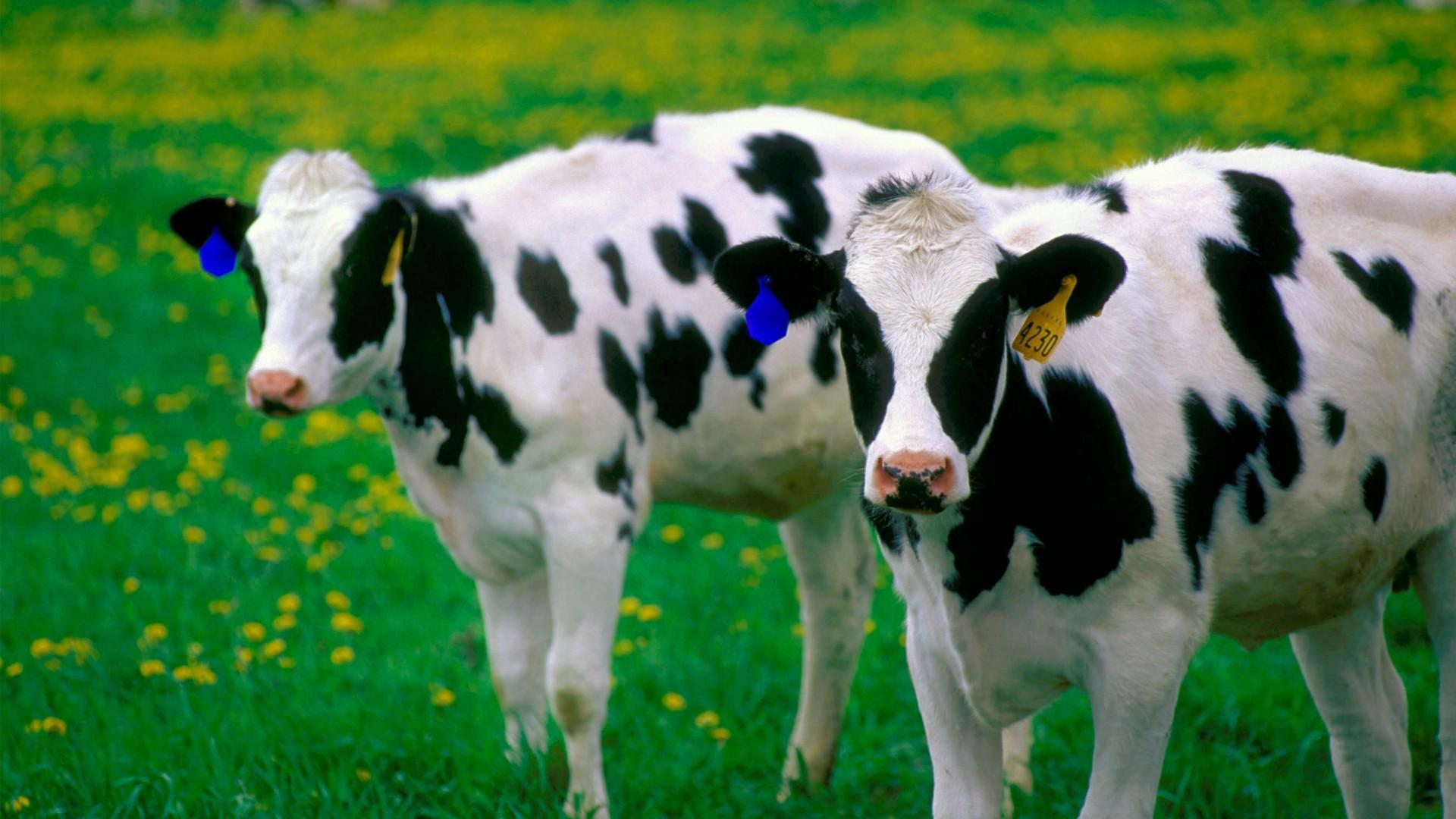 1920x1080 Black And White Cow Print 5 HD Cow Print Wallpaper