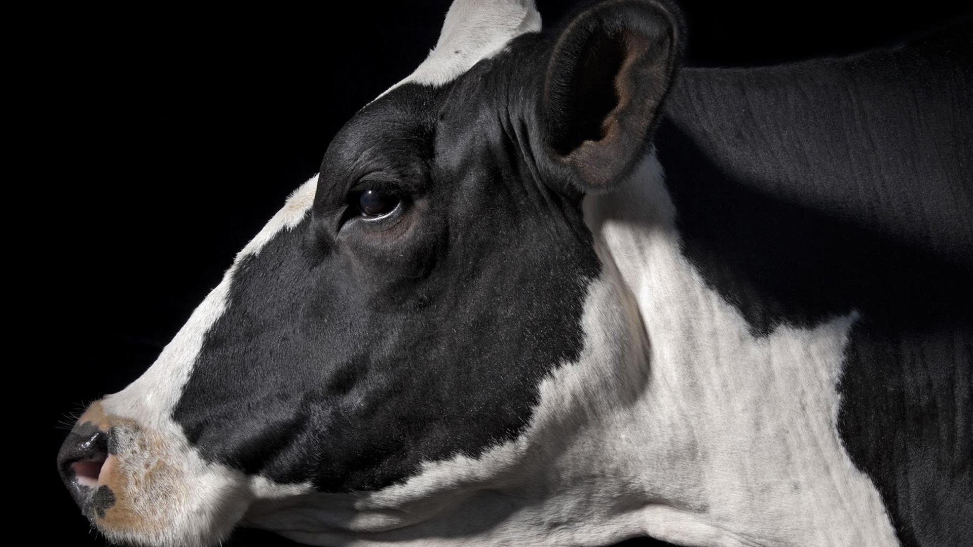 1920x1080 Free download cow wallpaper desktop wallpaper cow wallpaper desktop wallpaper [1920x1200] for your Desktop, Mobile & Tablet. Explore Holstein Cow Wallpaper Border. Cow Print Wallpaper, Dairy Cow Wallpaper, Cow Pattern Wallpaper