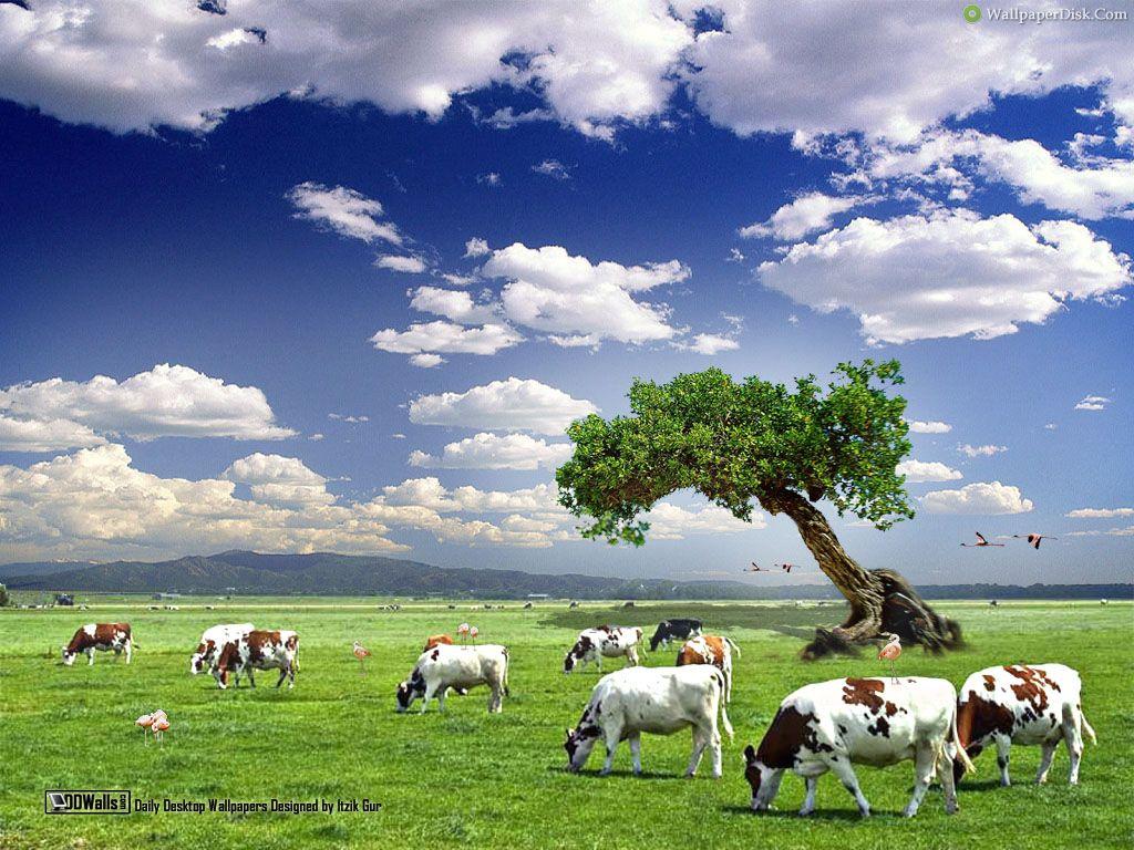 1024x768 Cow Wallpaper