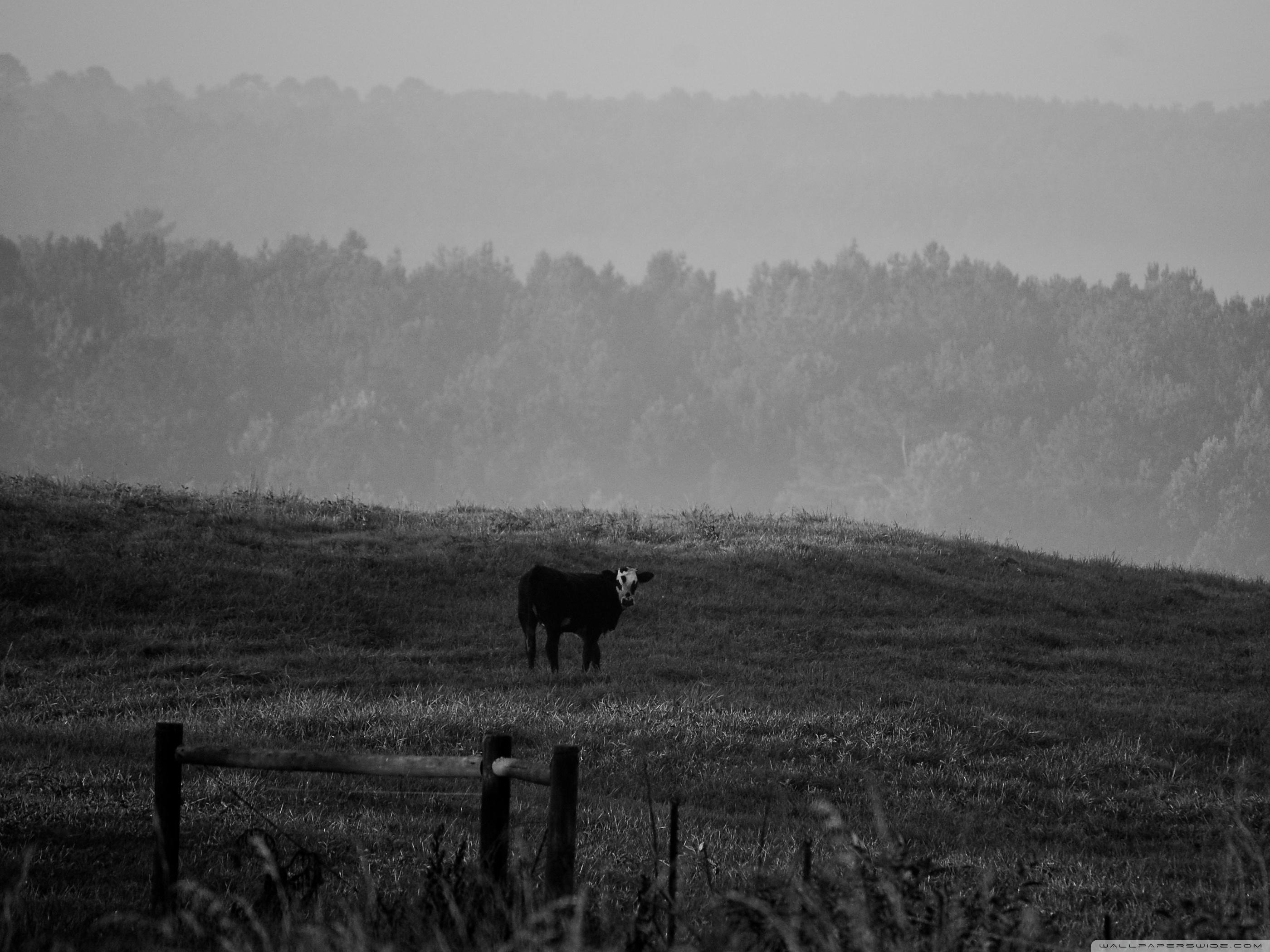 2800x2100 Cow BW Ultra HD Desktop Background Wallpaper for 4K UHD TV : Multi Display, Dual Monitor : Tablet