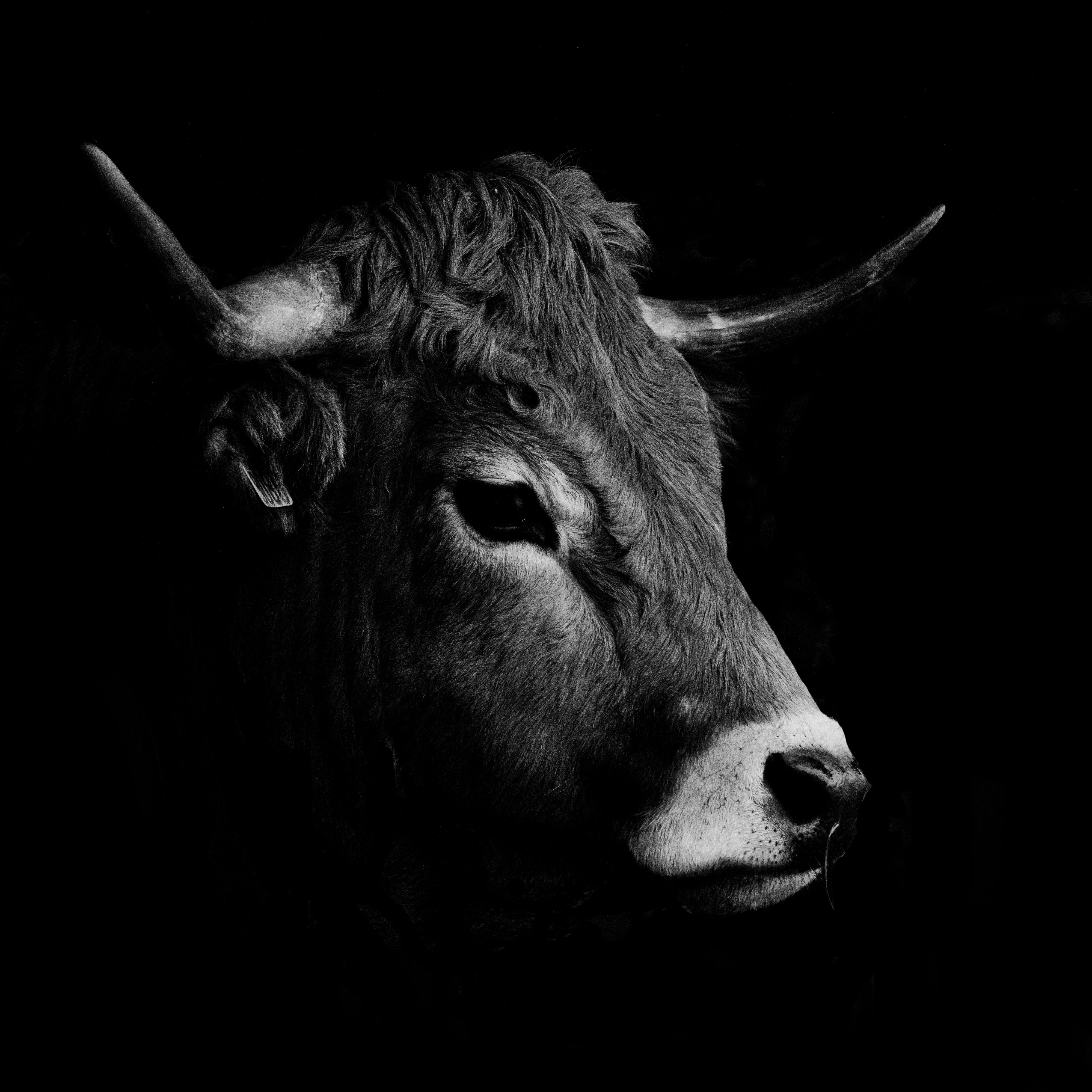 Black and White Cow Wallpapers Top Free Black and White Cow