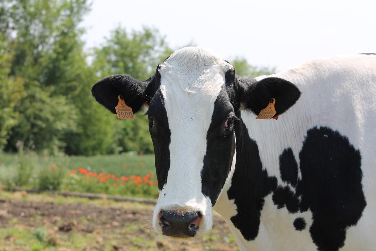 1280x853 Download free photo of Black, white, cow, black and white, animals