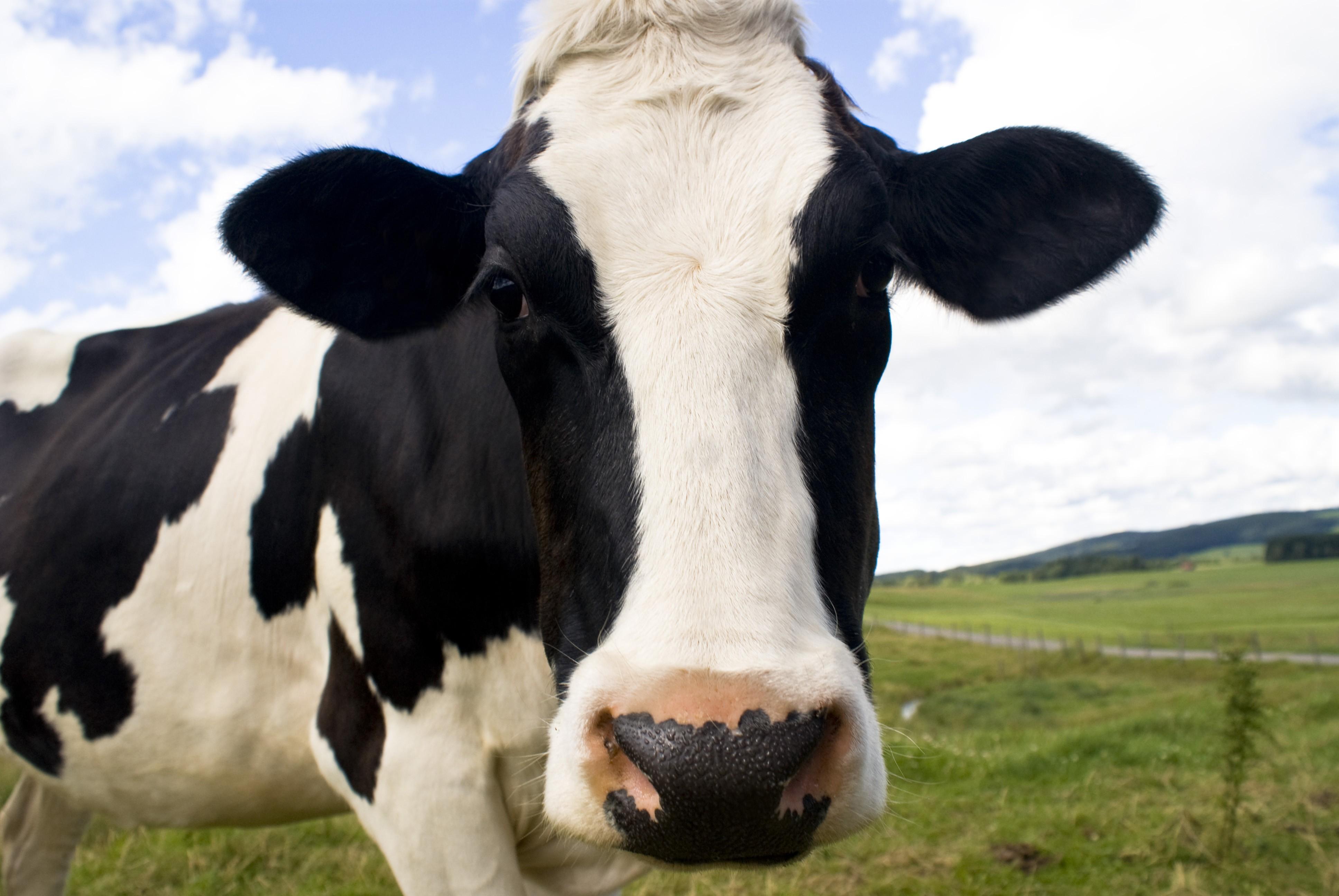 3872x2592 What happens to Cows Used for Food?