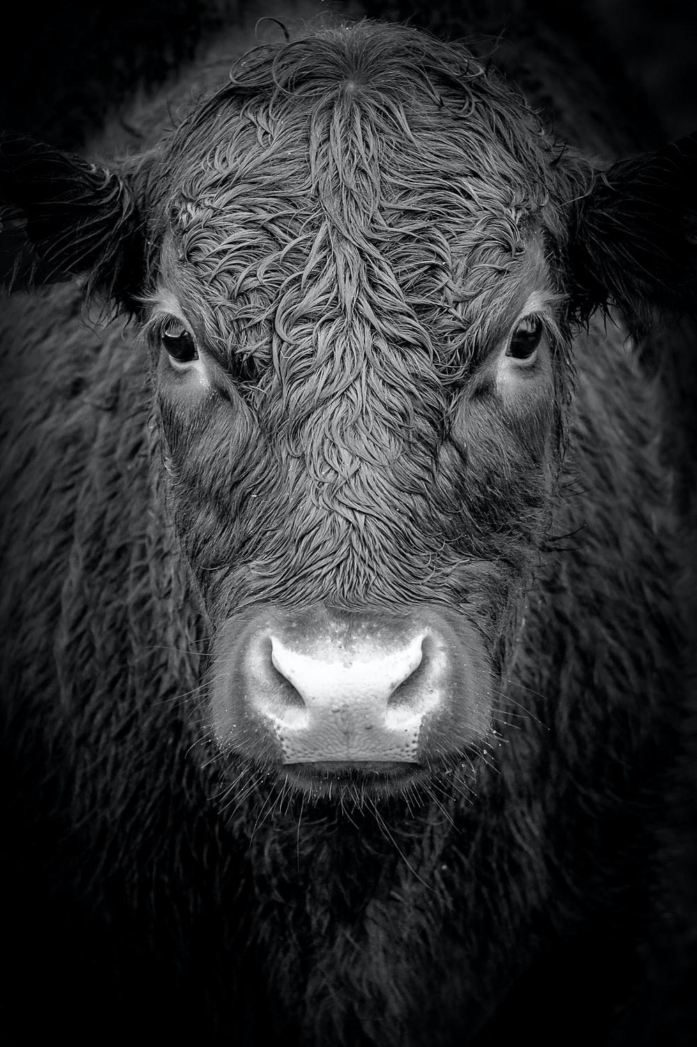 Black and White Cow Wallpapers Top Free Black and White Cow