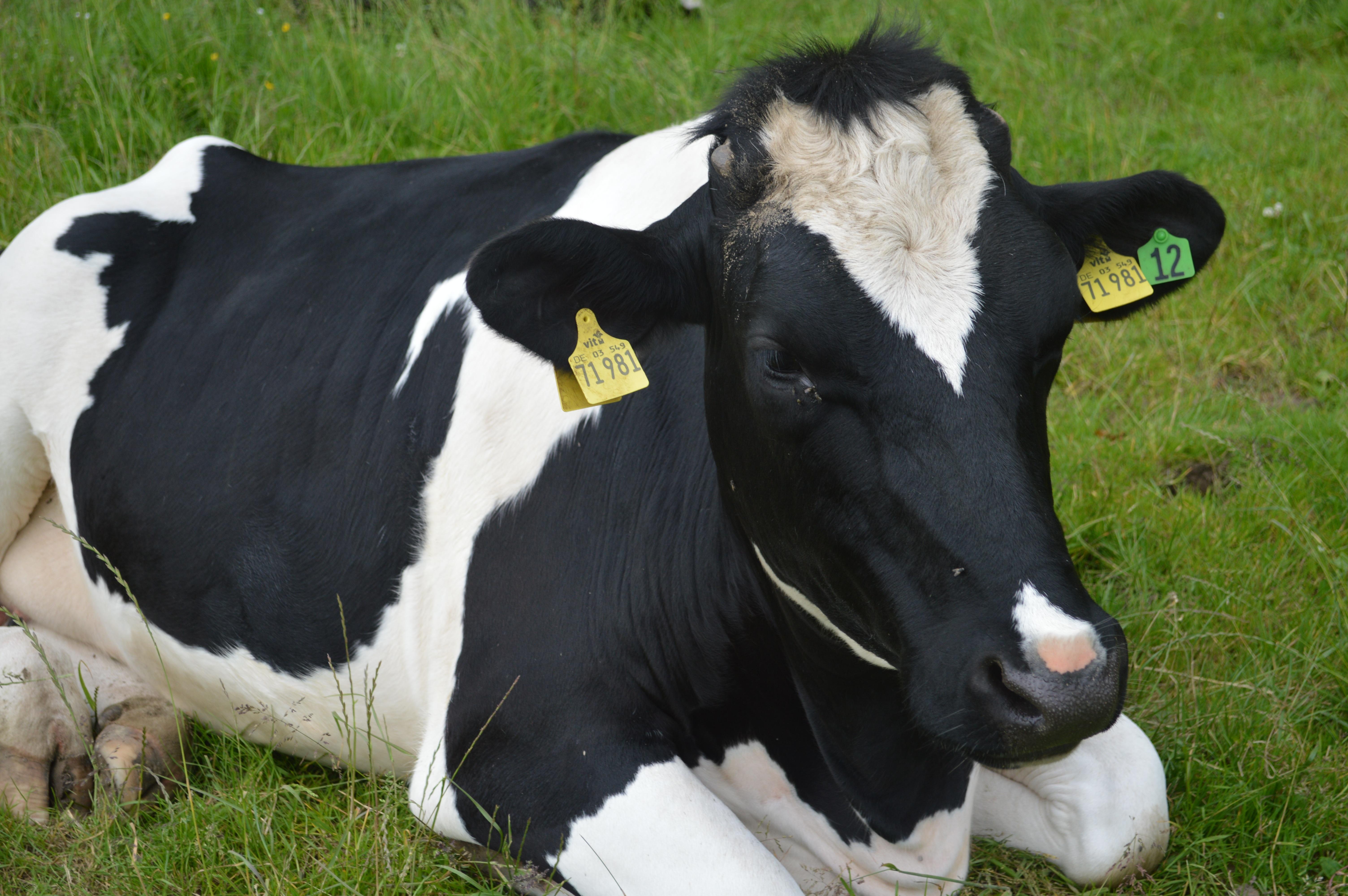 6016x4000 Cow with black and white spots on green pasture free image download